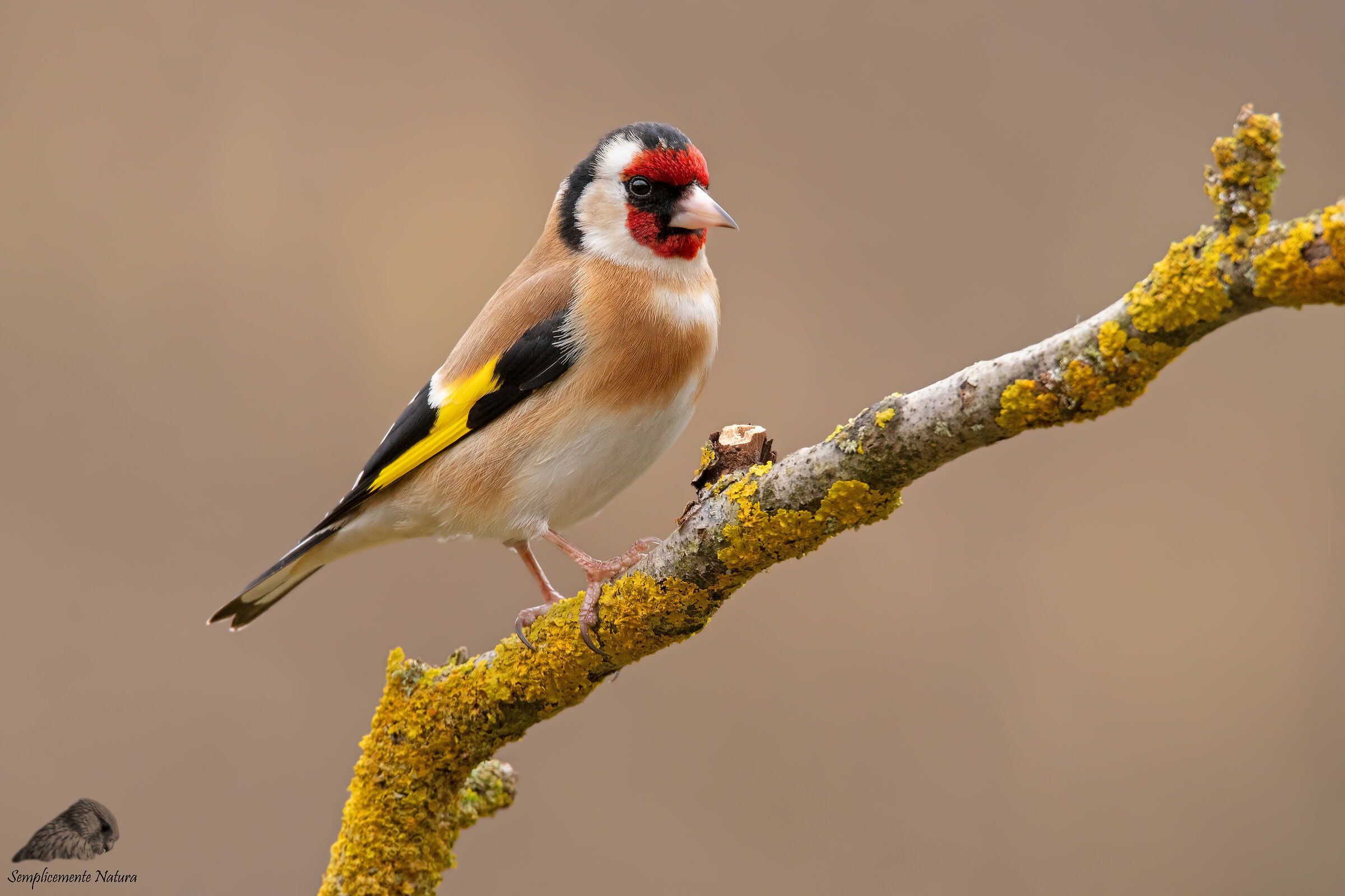 Cardellino (Carduelis carduelis)