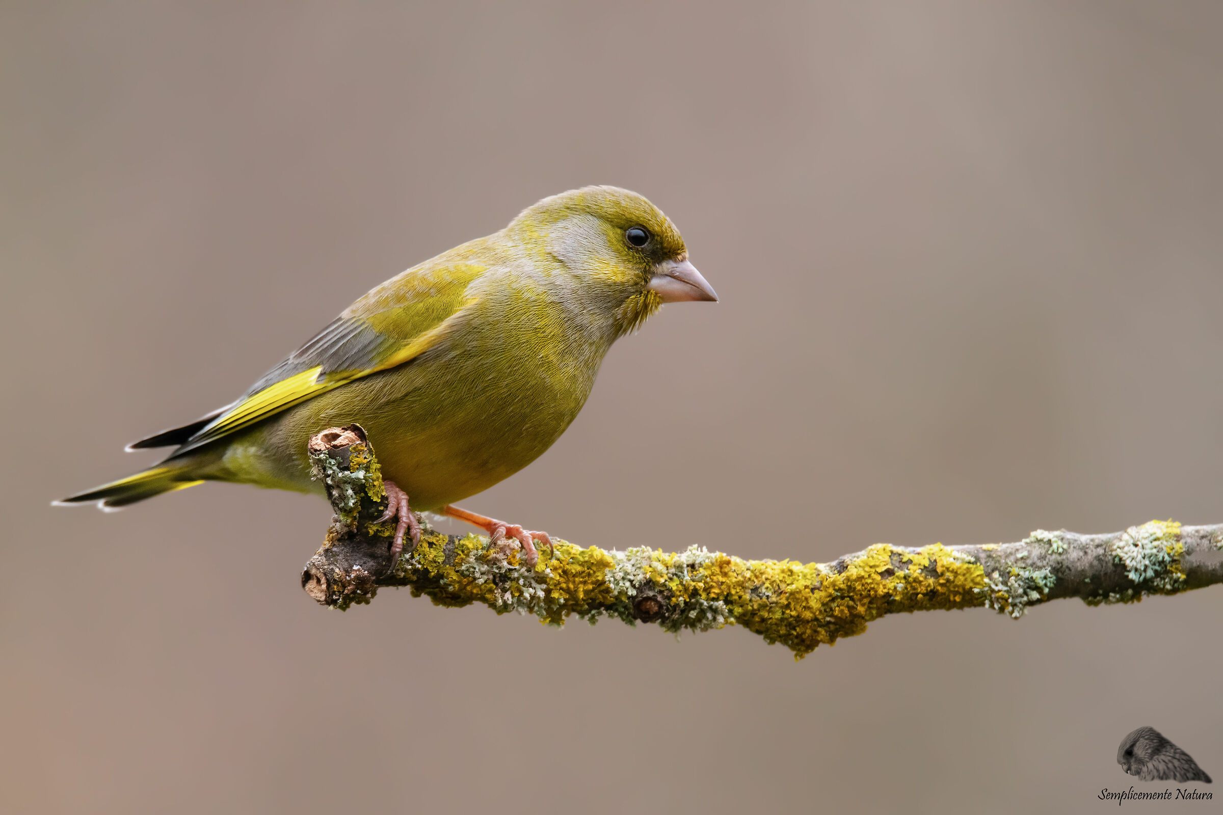 Verdone (Chloris chloris)