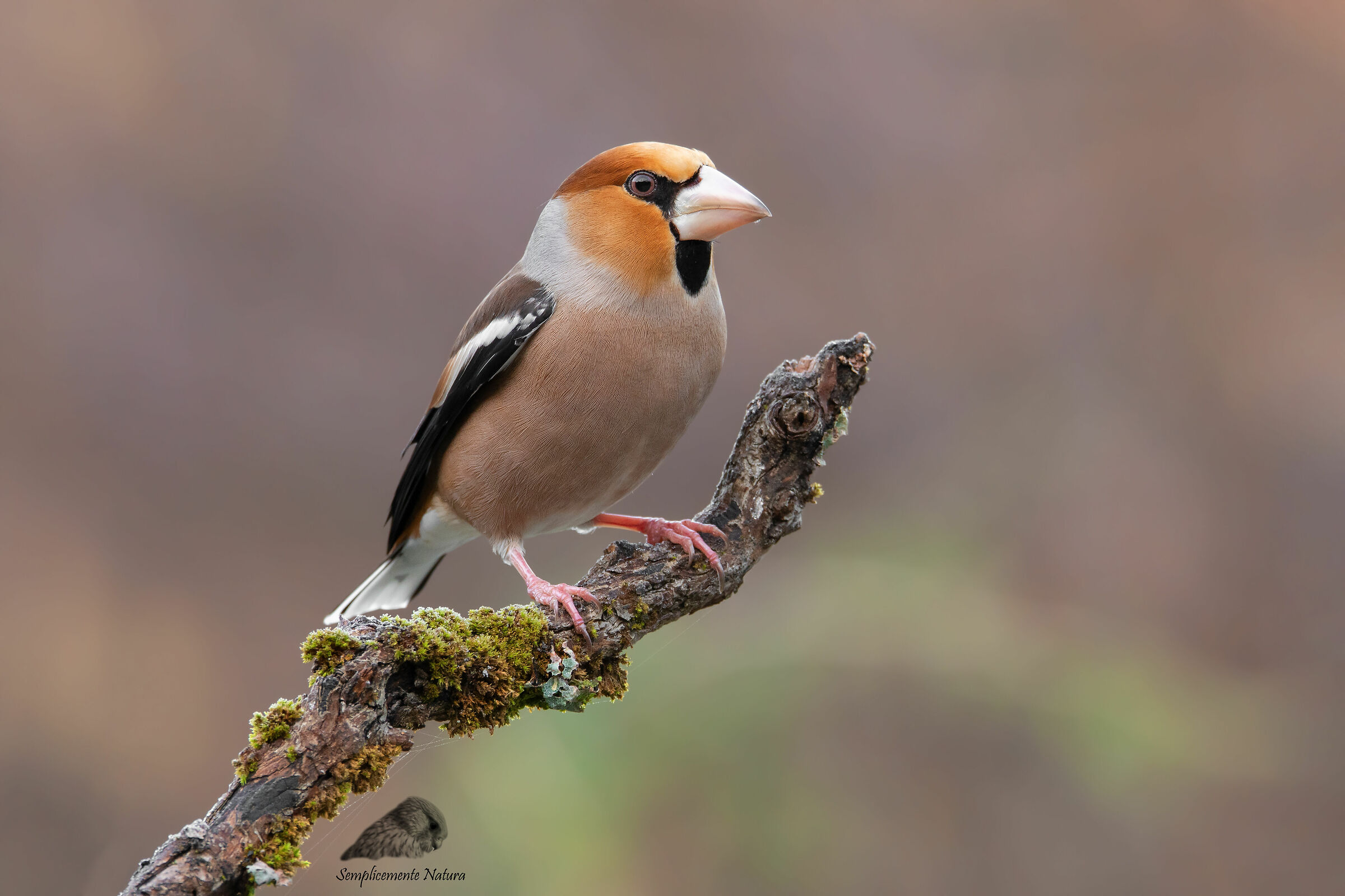 Frosone (Coccothraustes coccothraustes)