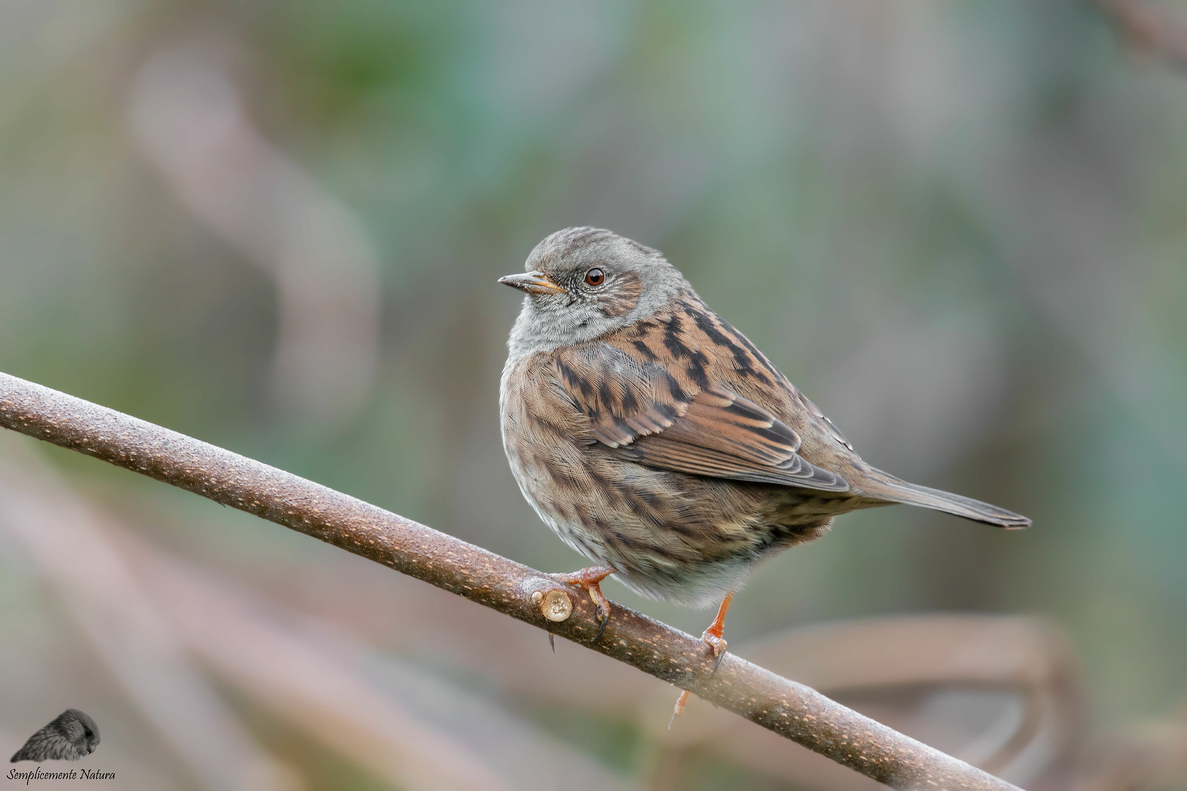 Passera Scopaiola (Prunella modularis)