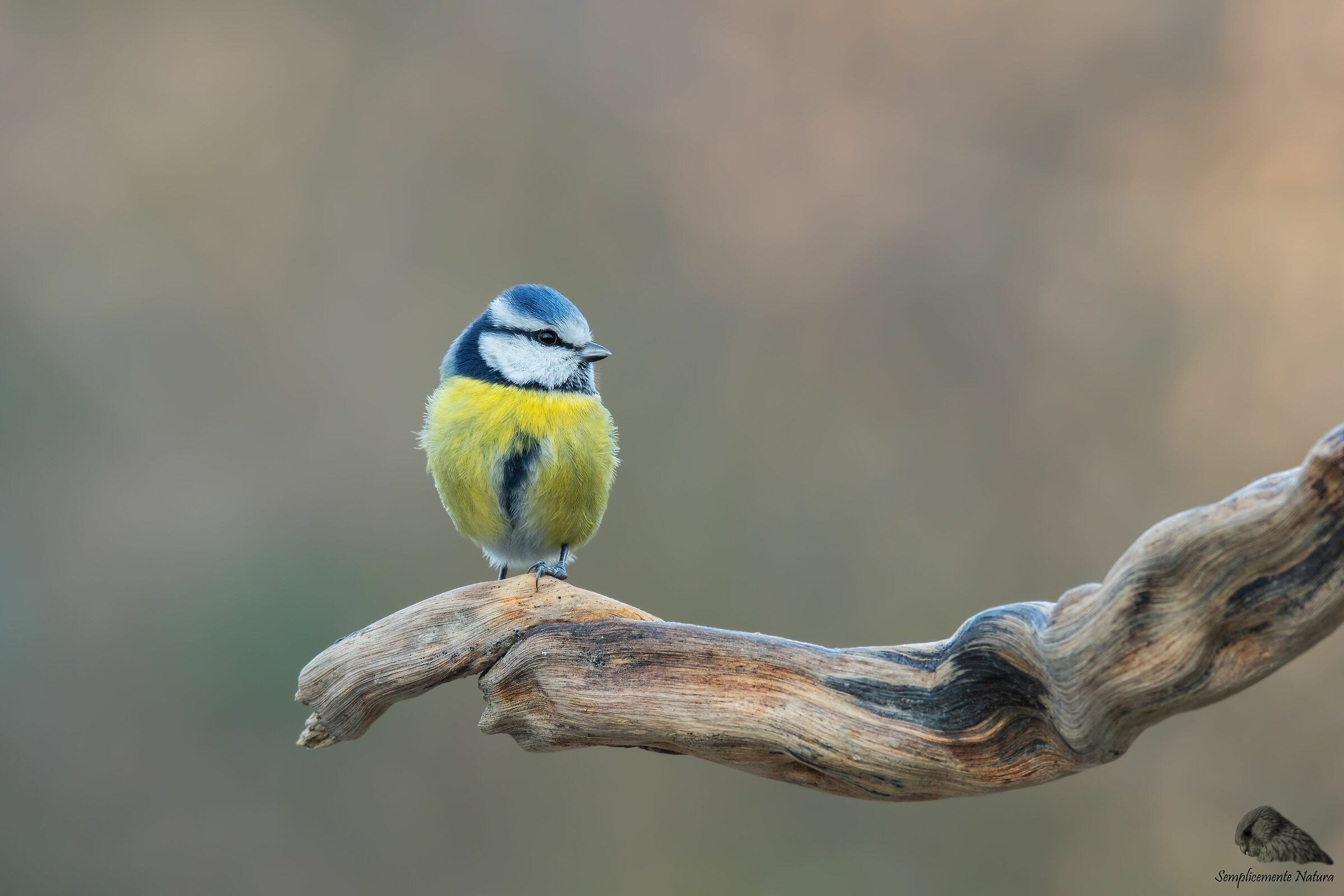 Cinciarella (Cyanistes caeruleus)