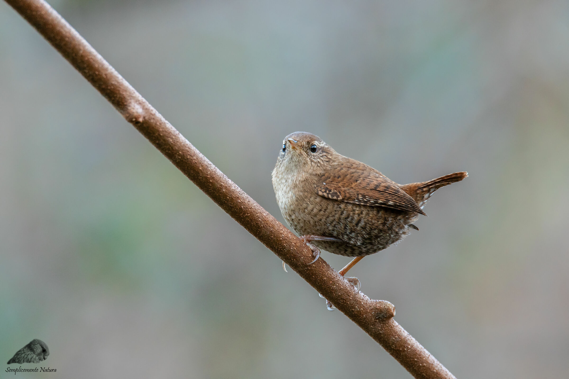 Wren (Troglodytes troglodytes)