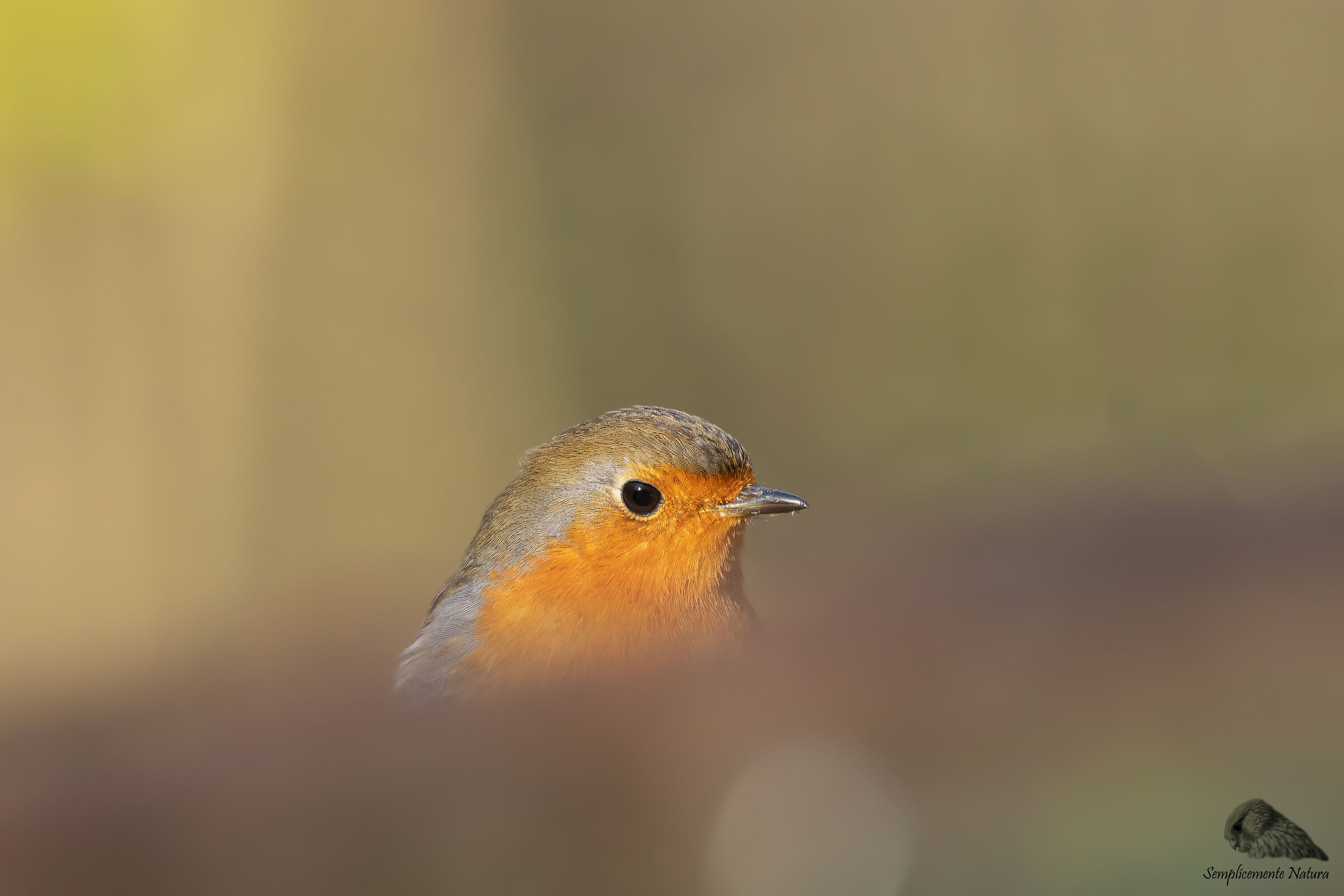 Robin (Erithacus rubecula)
