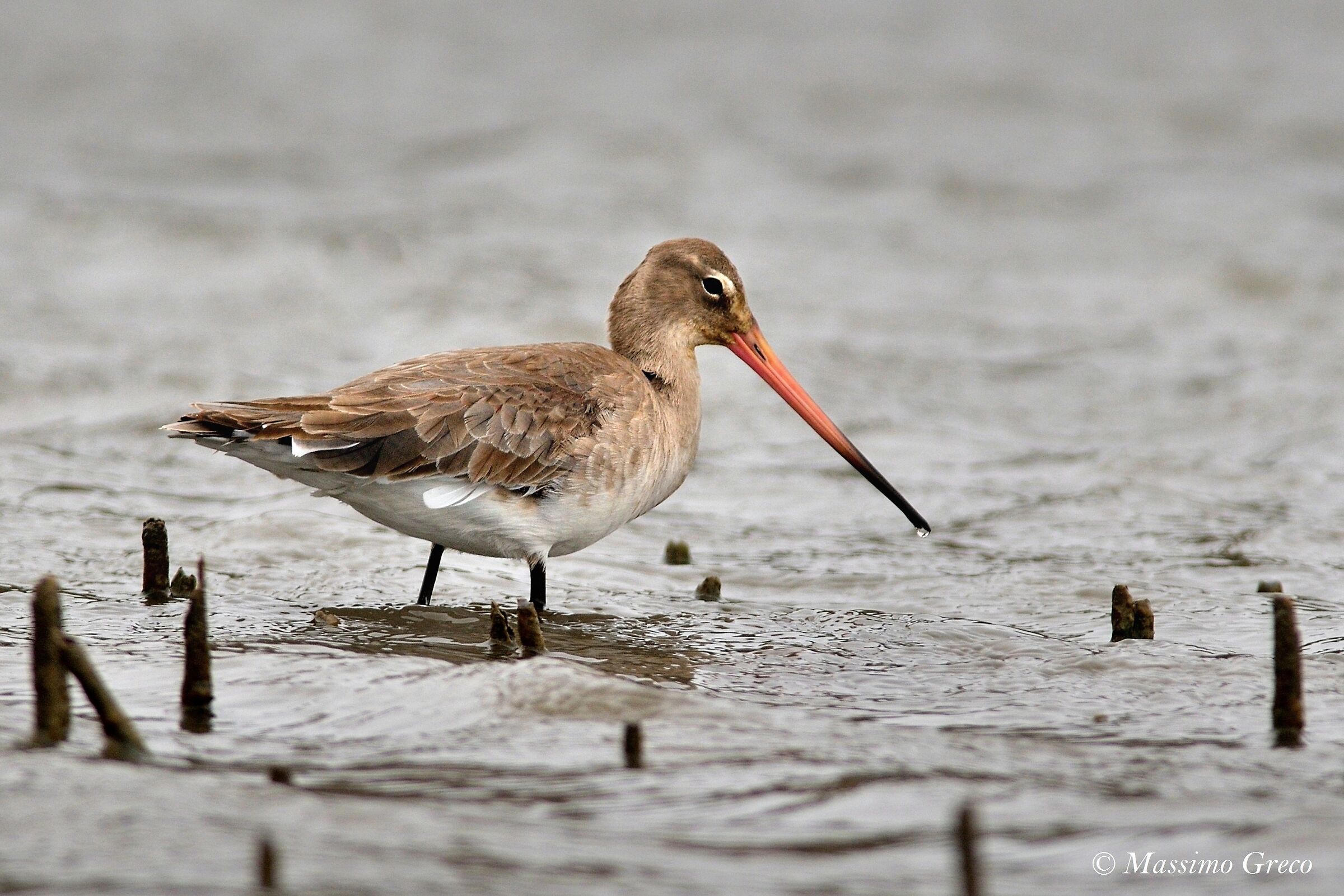 Royal Pittima (Limosa limosa)