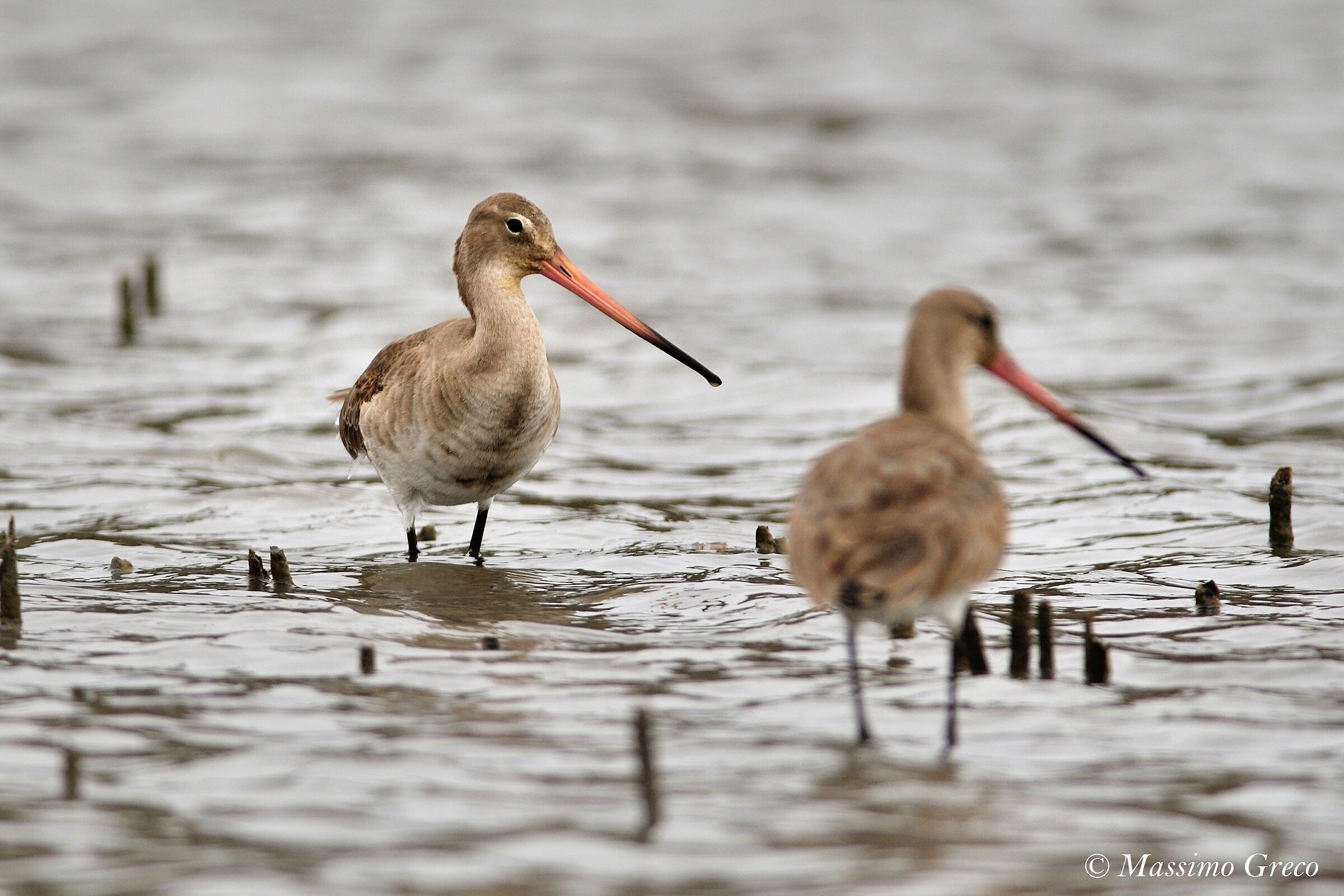 Royal Pittima (Limosa limosa)