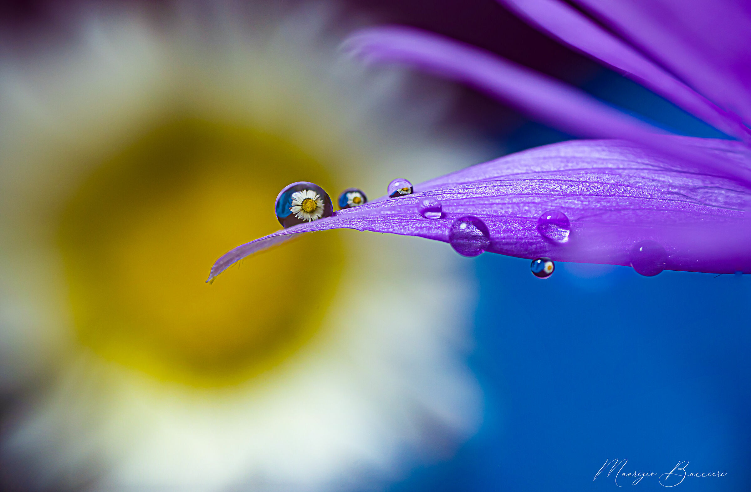 Drops on flower