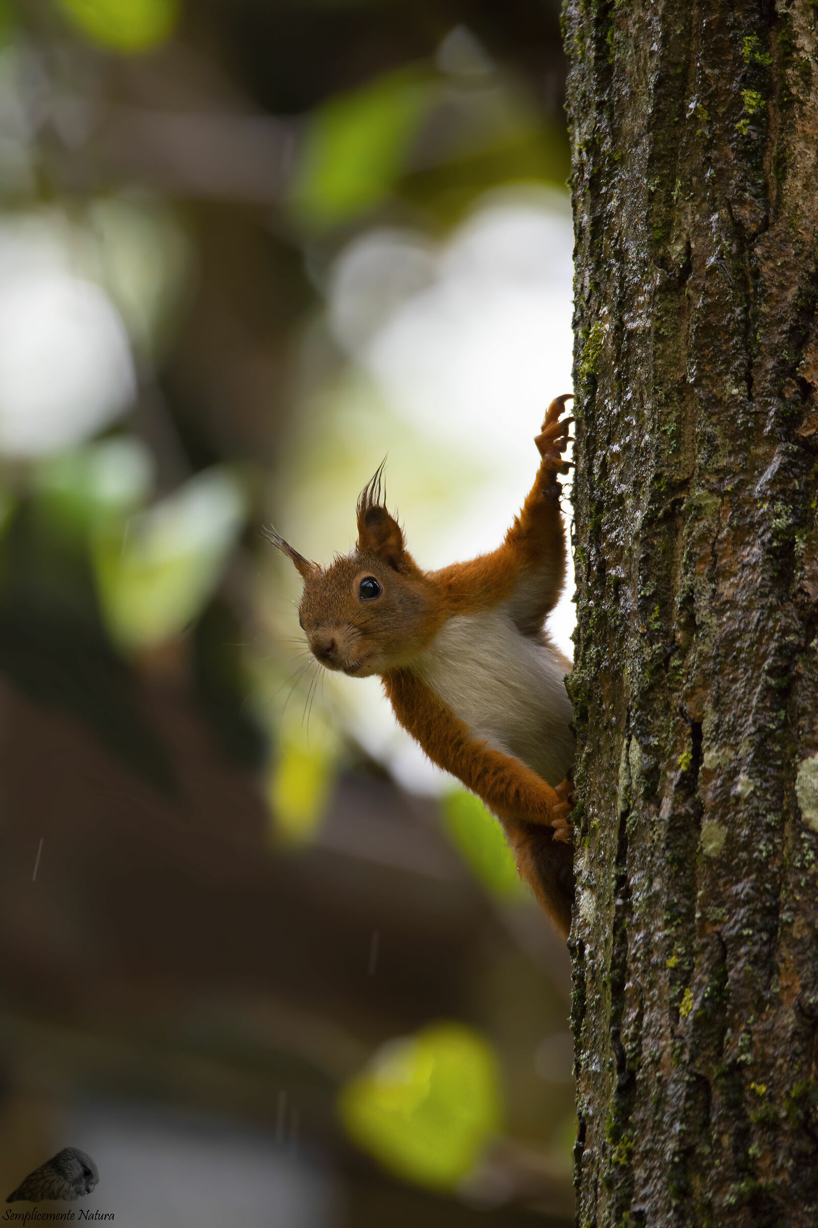 Red Squirrel (Sciurus vulgaris)