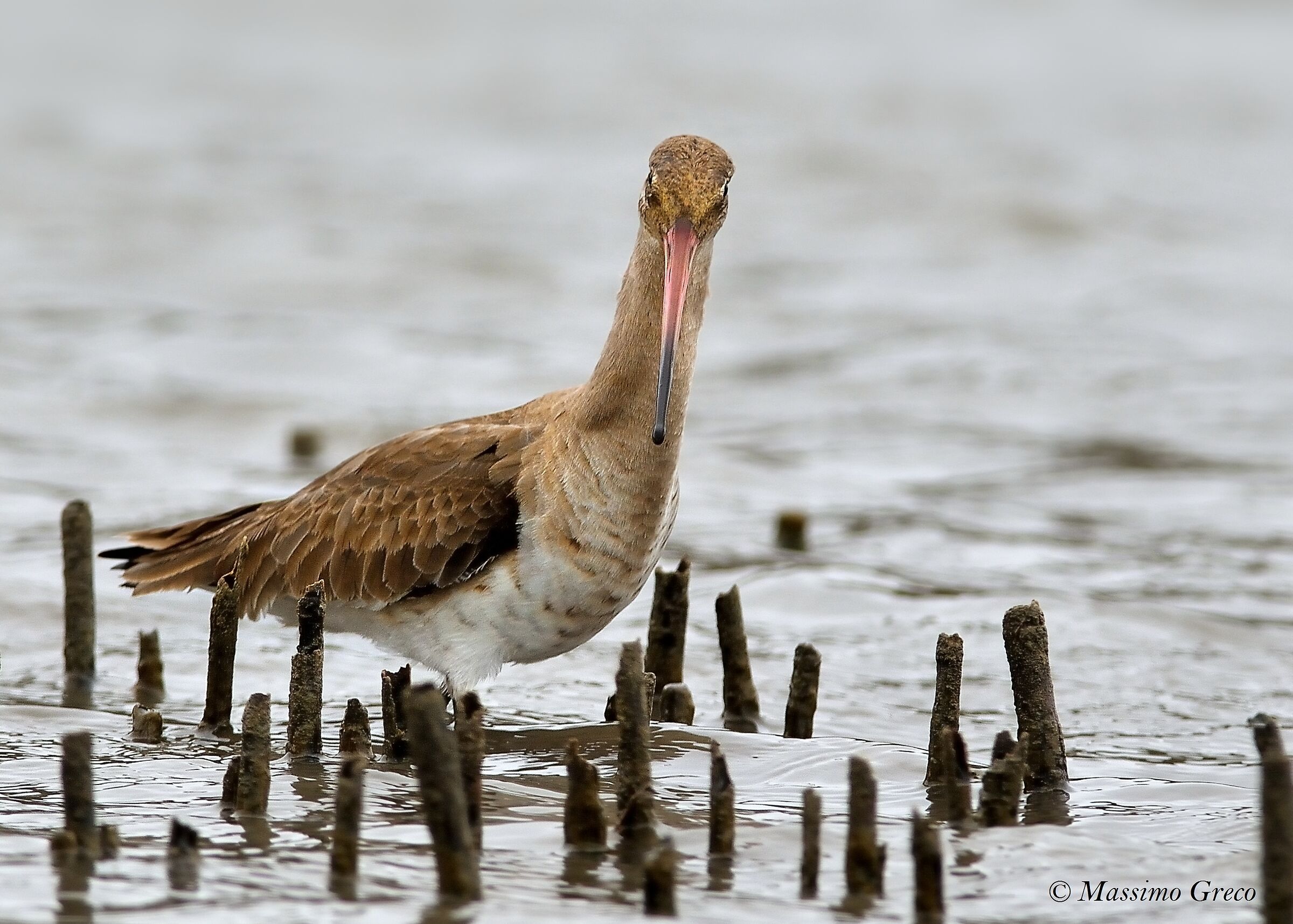Royal Pittima (Limosa limosa)