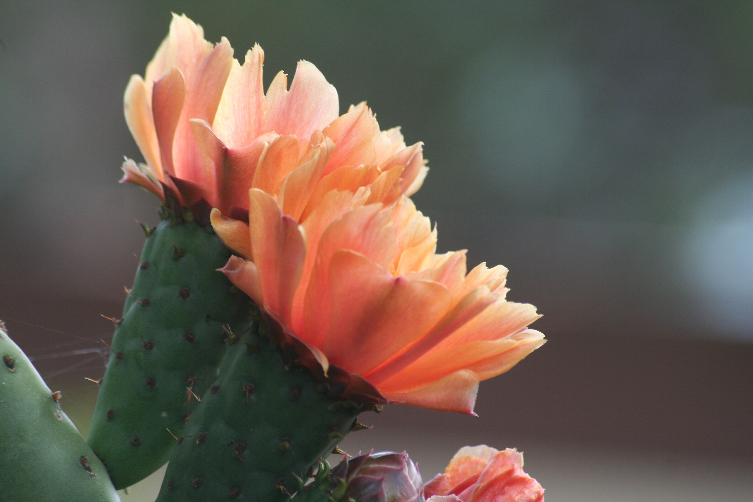 Opuntia ficus-indica in bloom