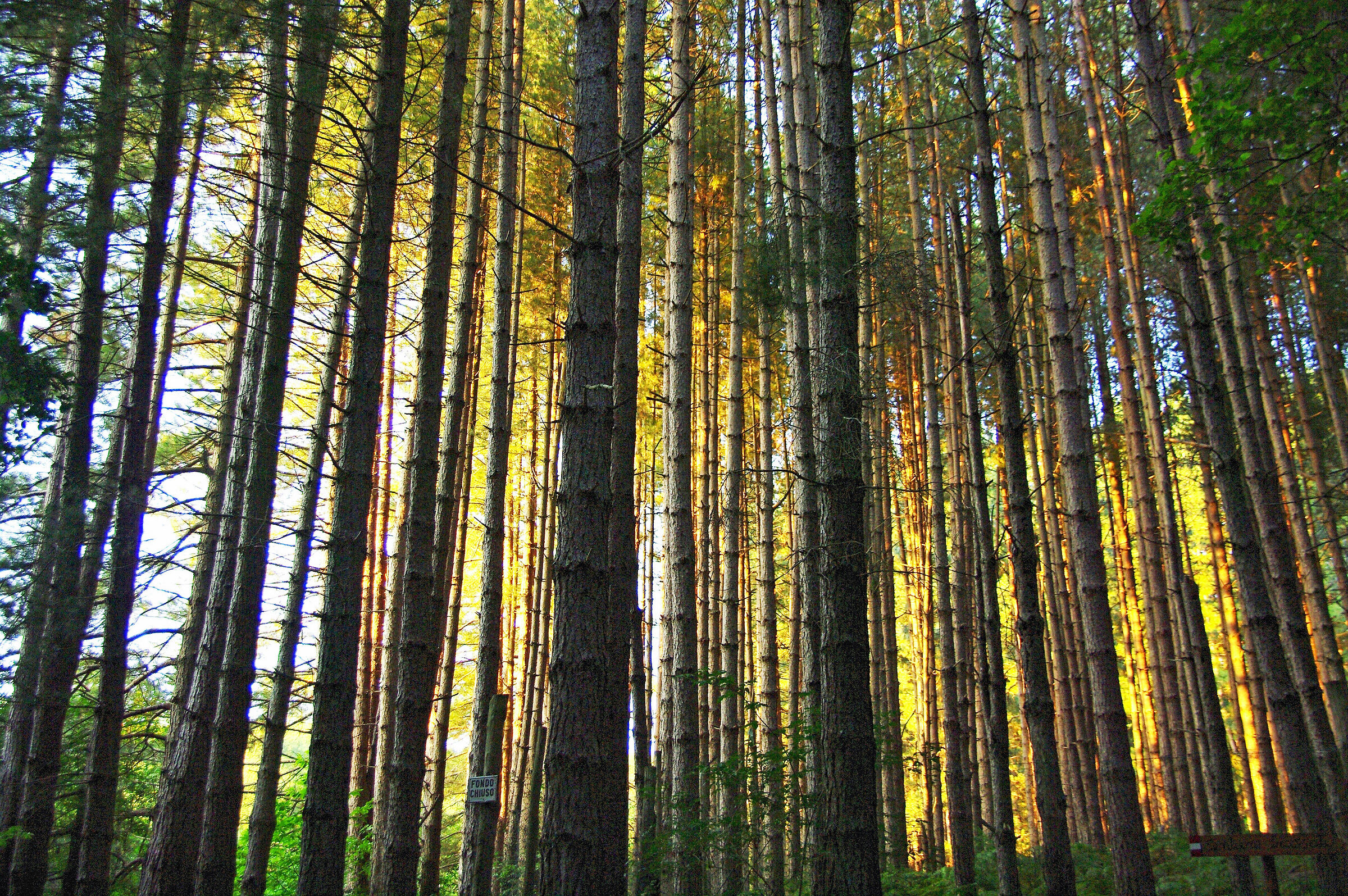 Calabria; Forest dele greenhouse at sunset