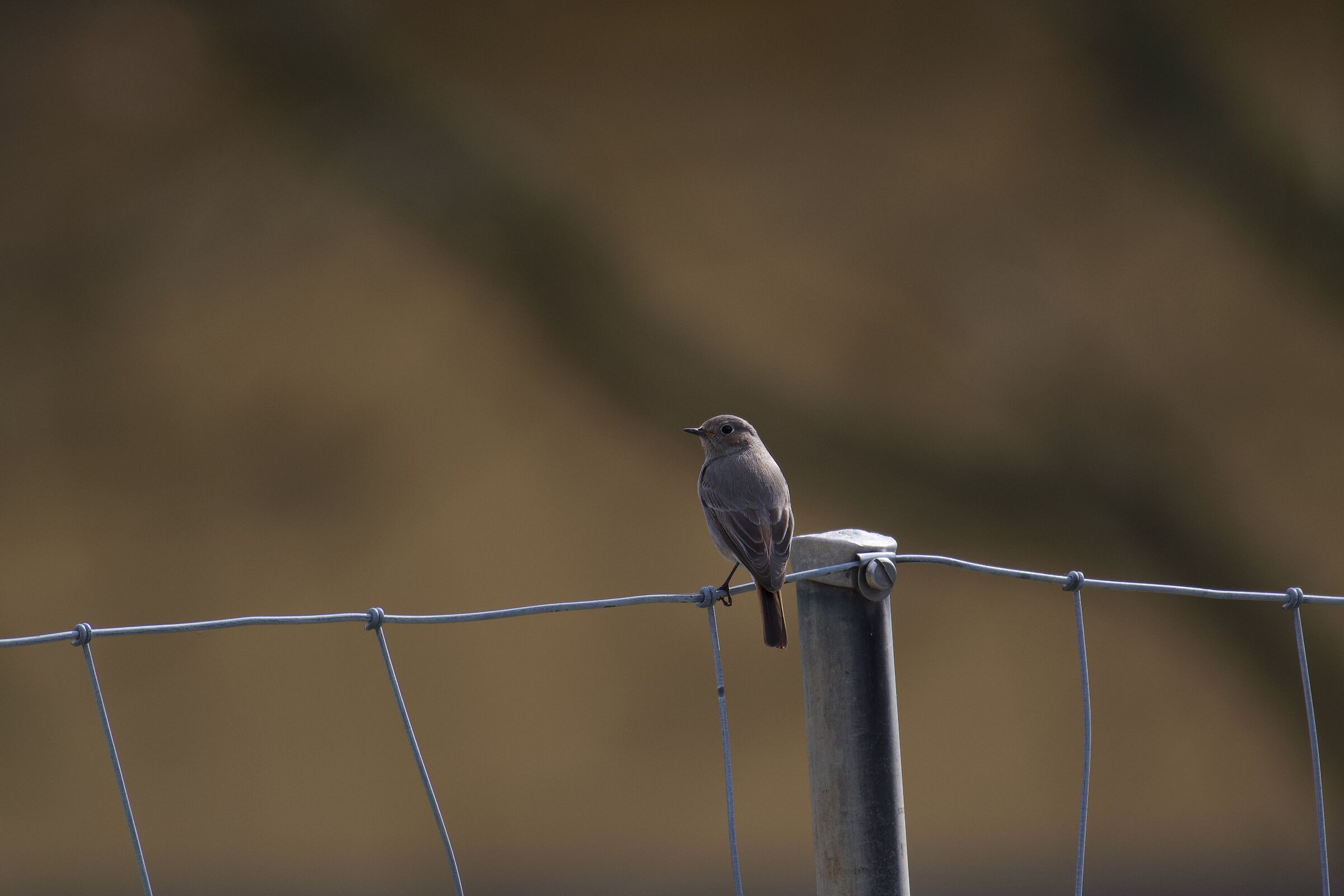 Codirosso Spazzacamino