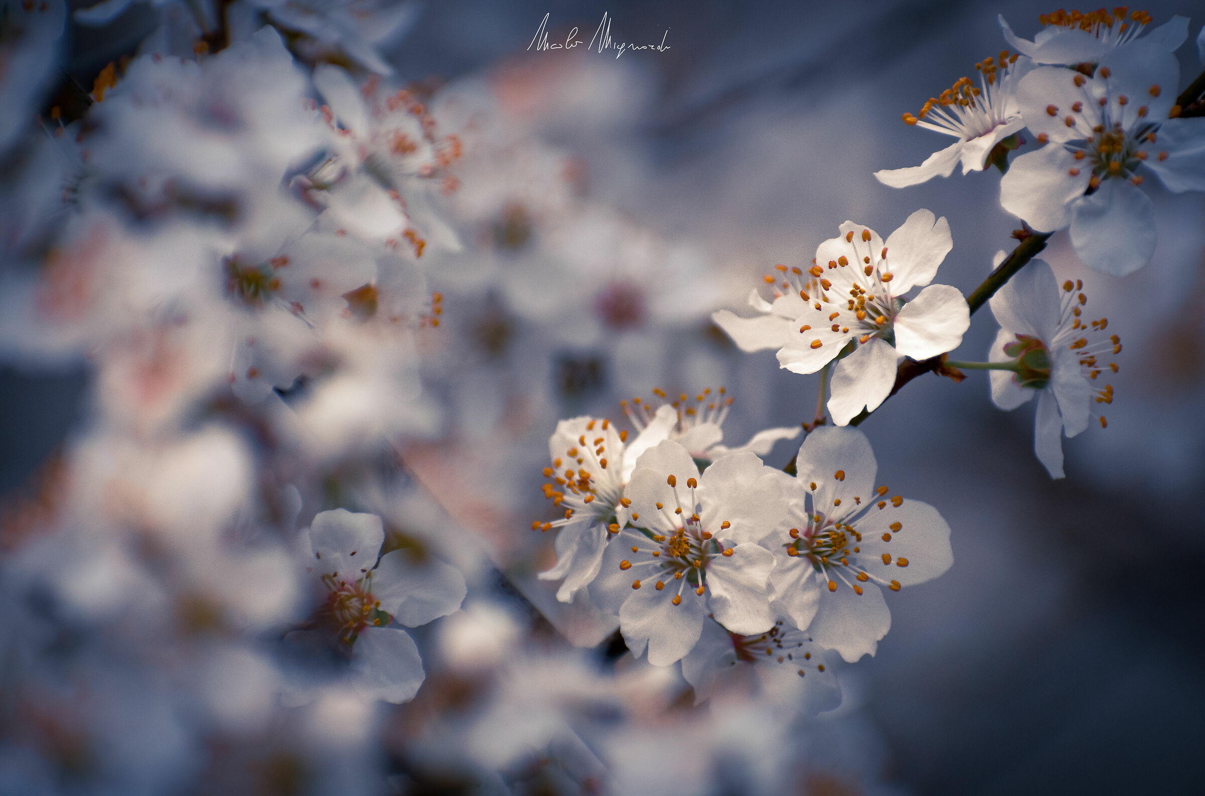 White Spring, New1000