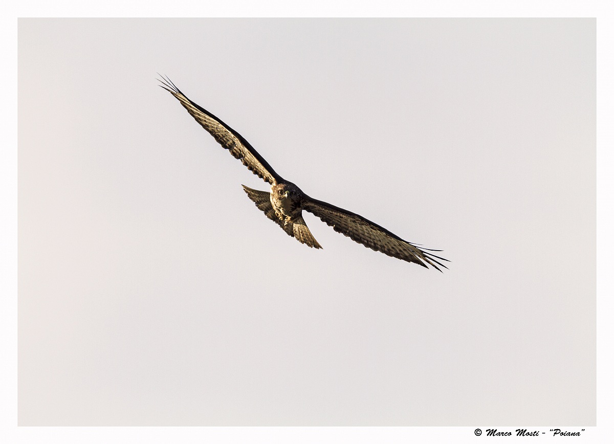 Buzzard hunting