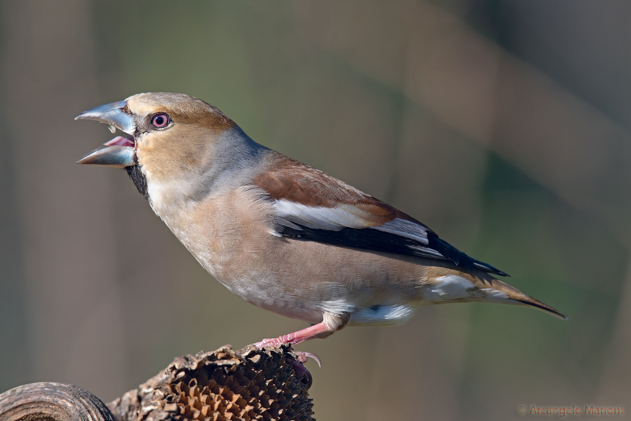 The cry of the frosone