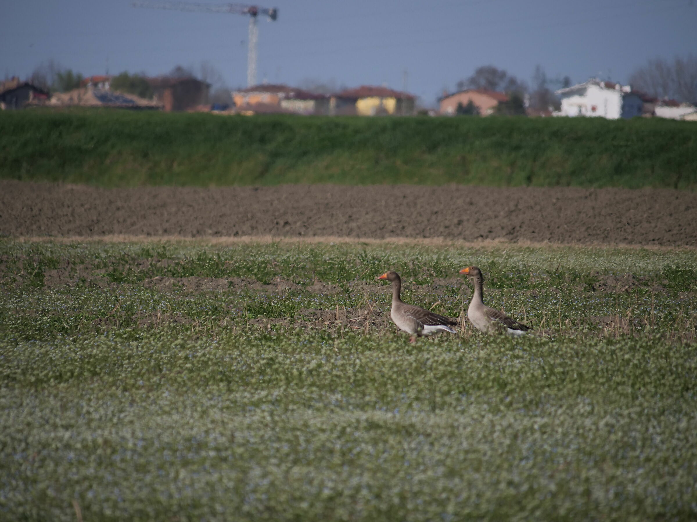 pair of Lombardy geese
