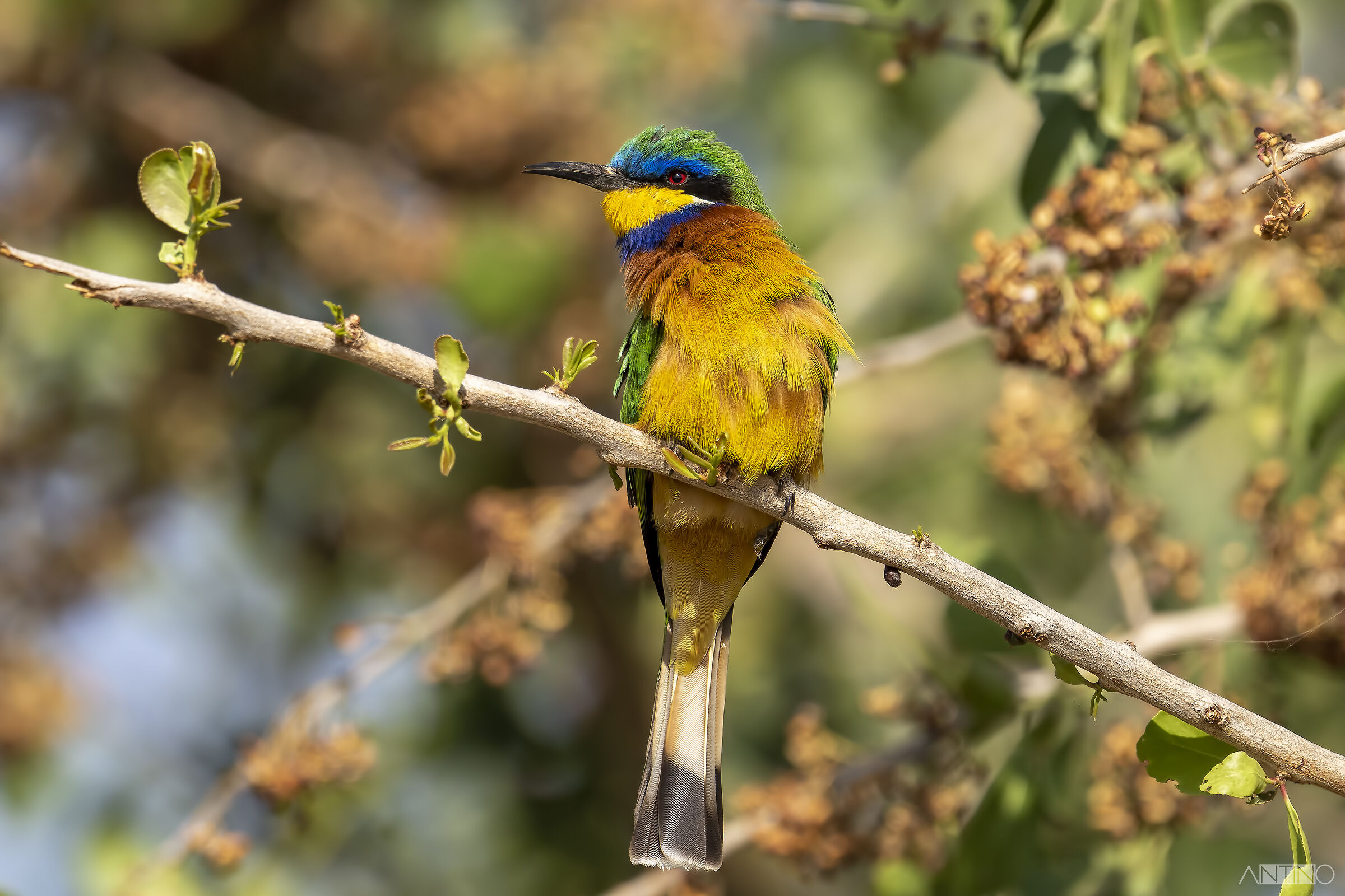 Blue-breasted bee-eater