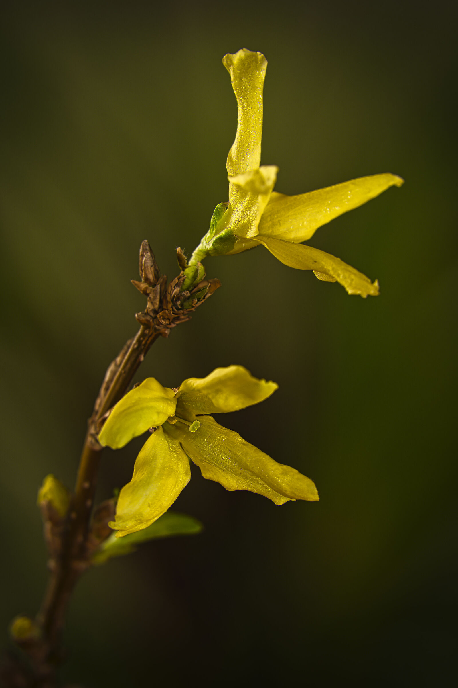 Spring afternoon