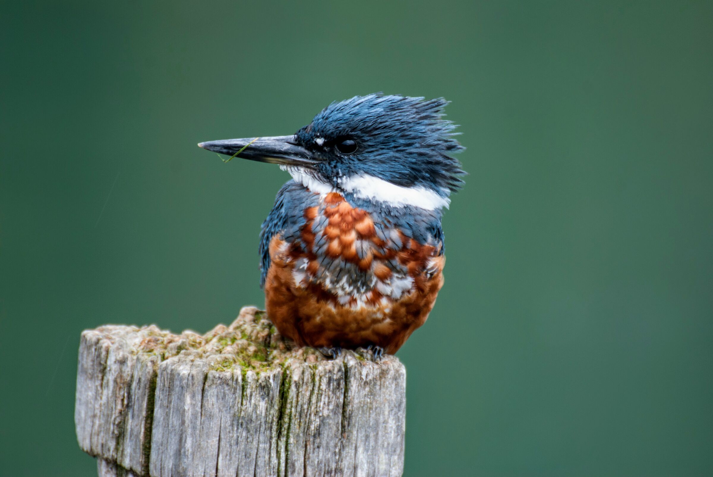 Bird in the Beagle Canal