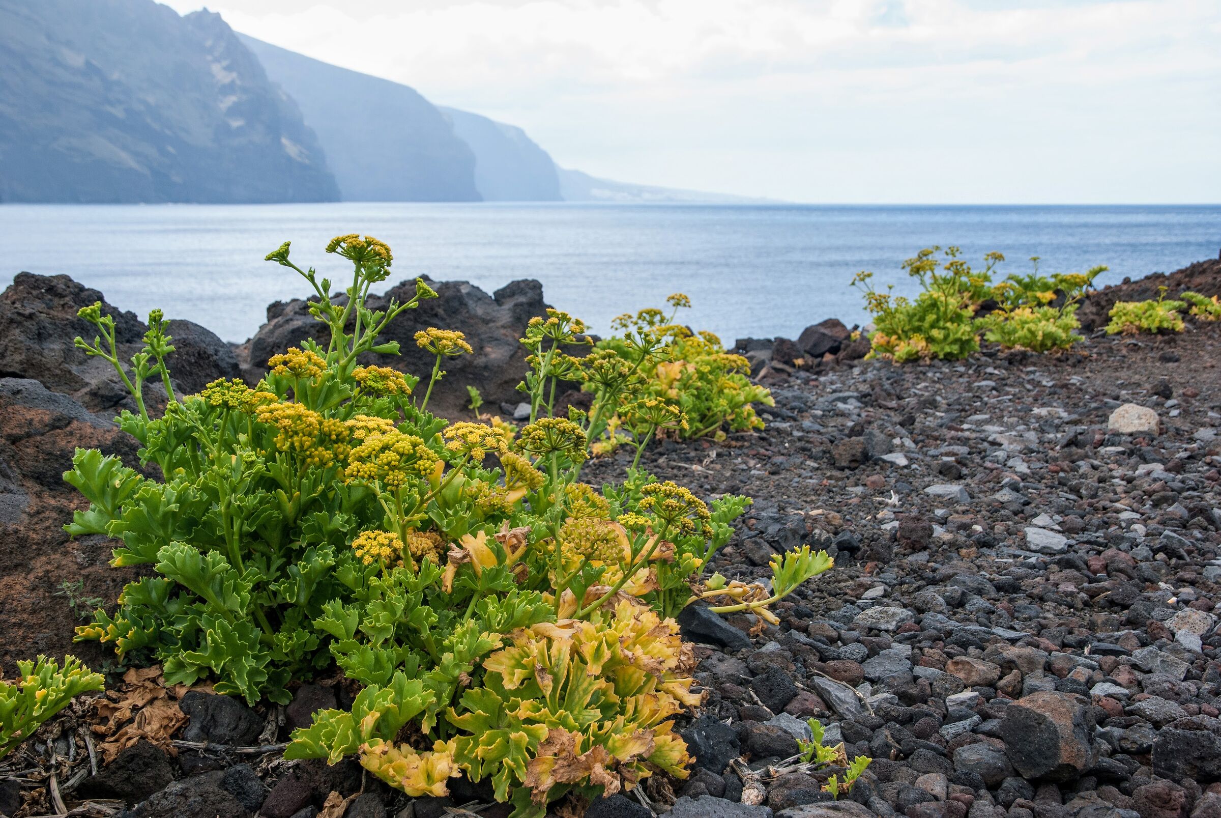 From the ashes of the Volcano.