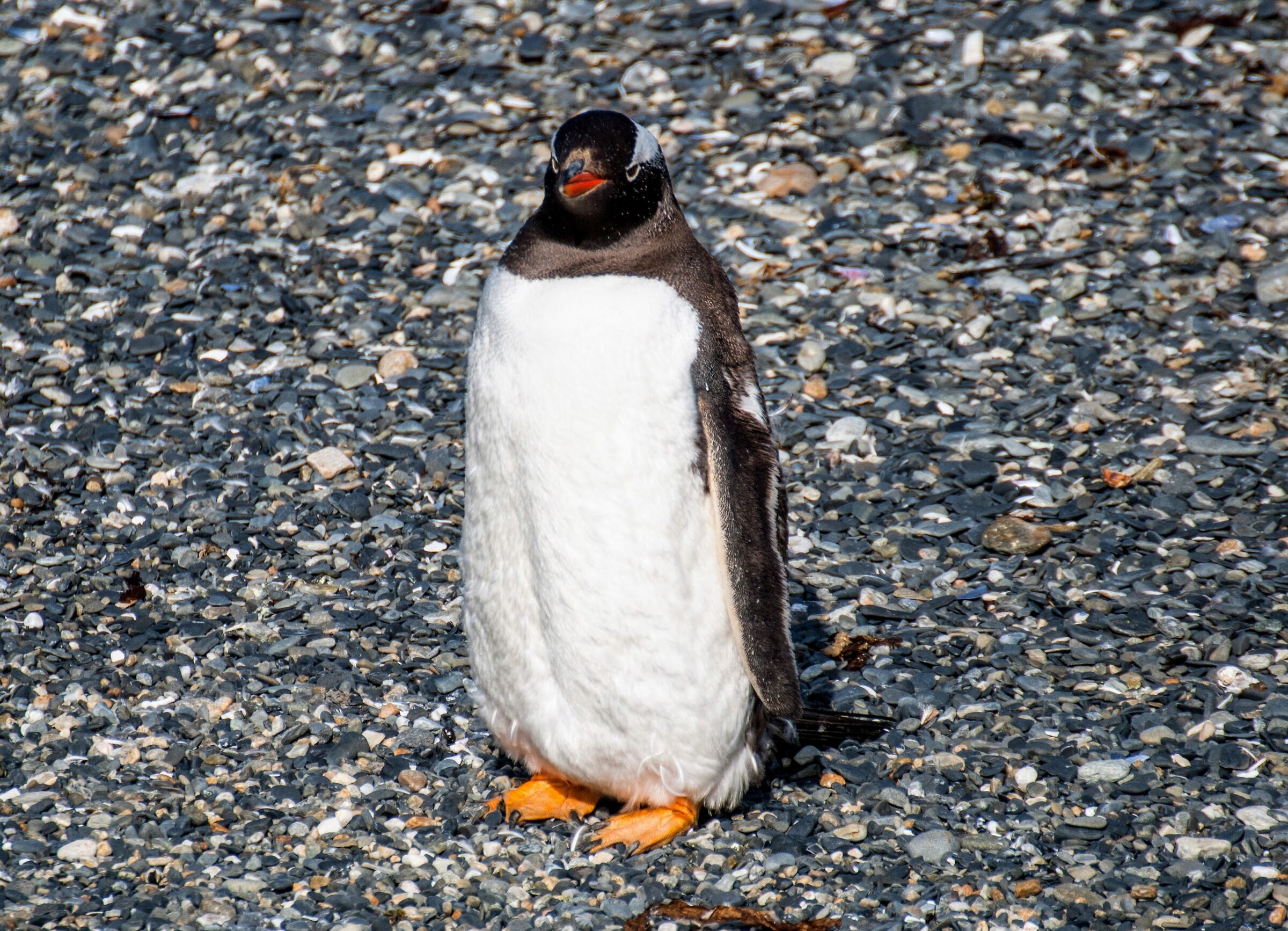 Do you want a picture?