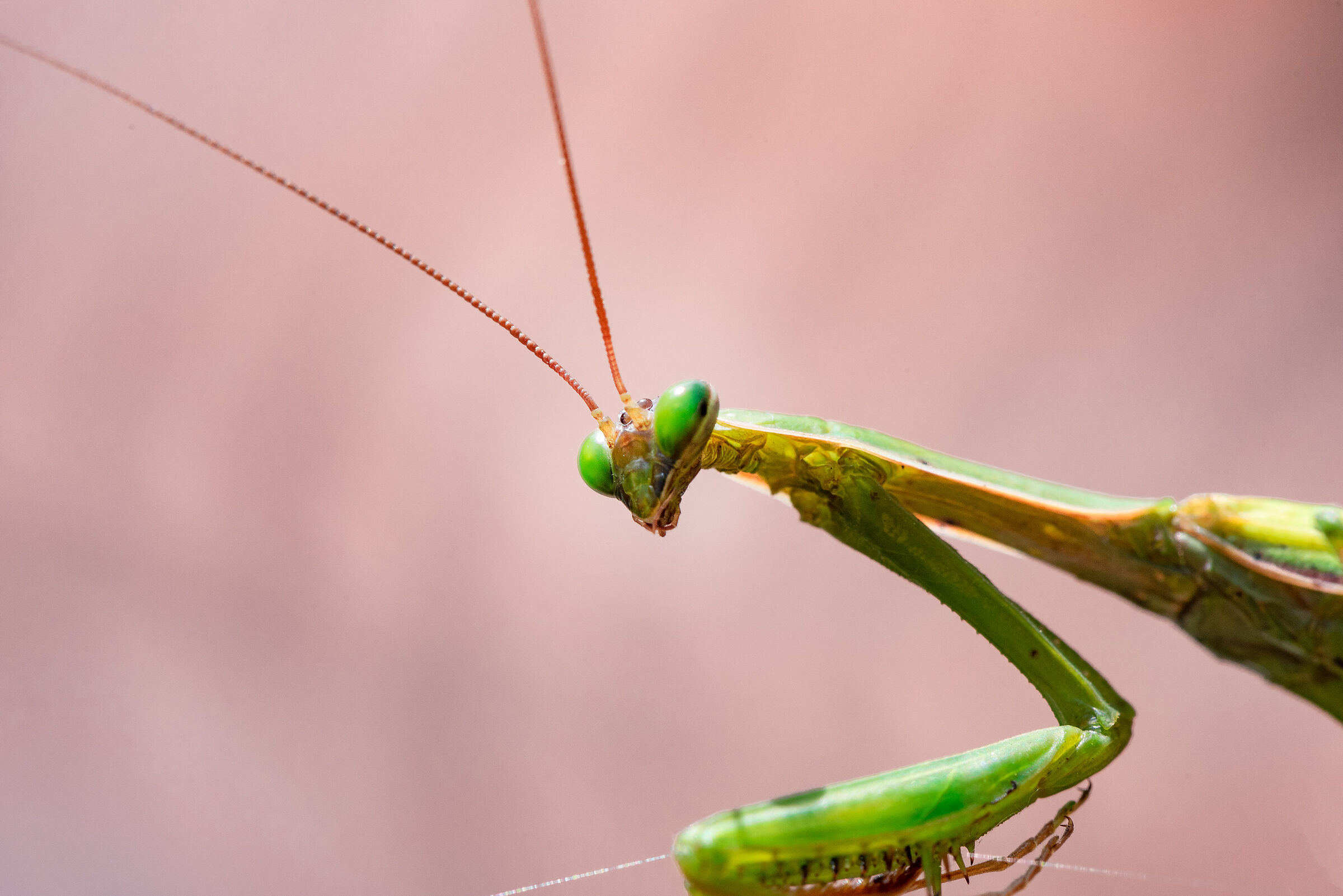 Praying mantis