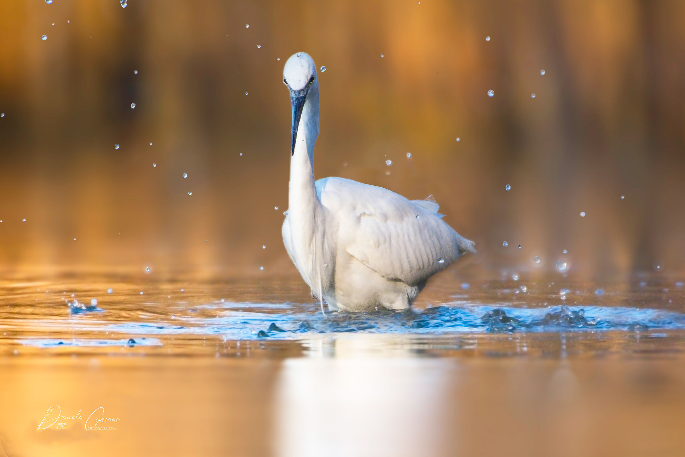 The egrets' bathroom!