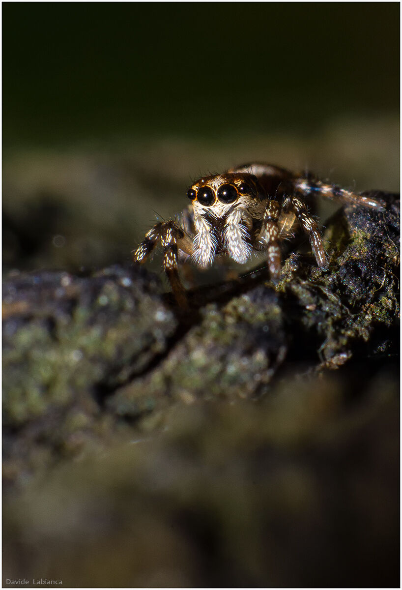 Jumping in the garden