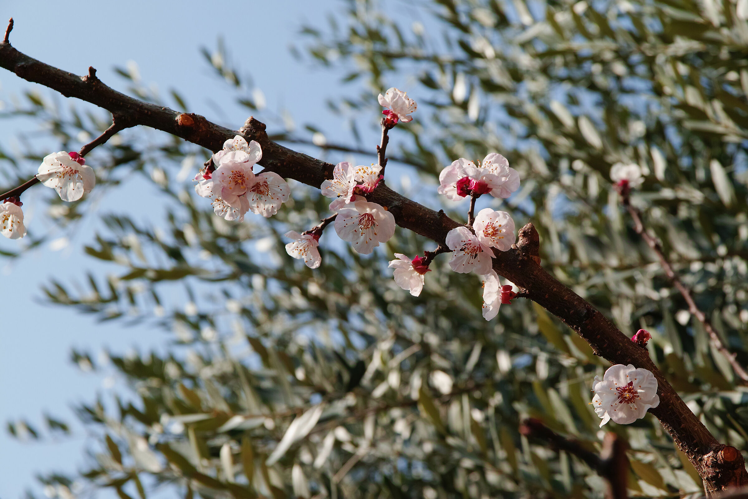 Albicocco - Sigma SDQ 17-70 2,8 C