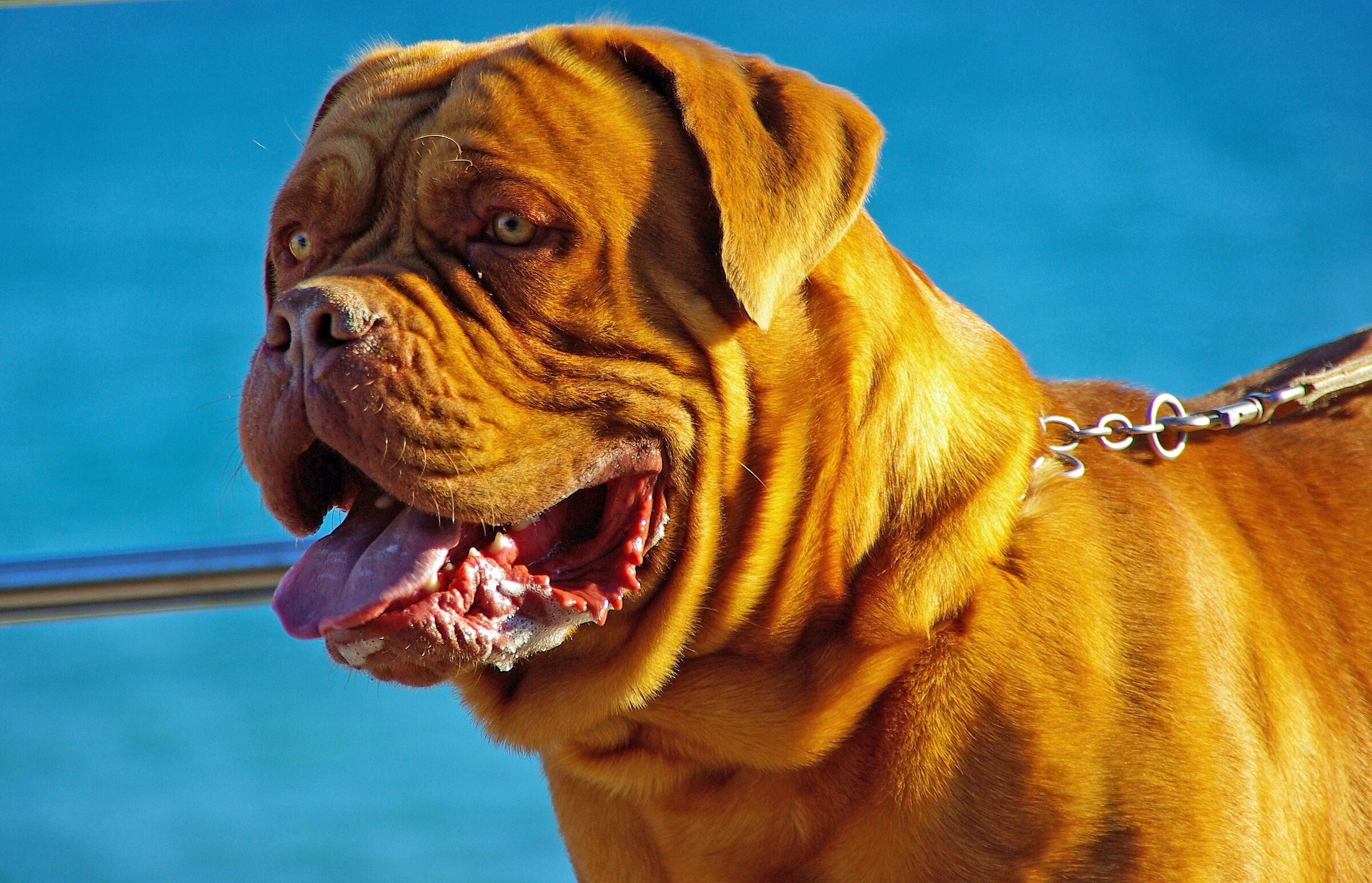 Un simpatico cagnolino ...