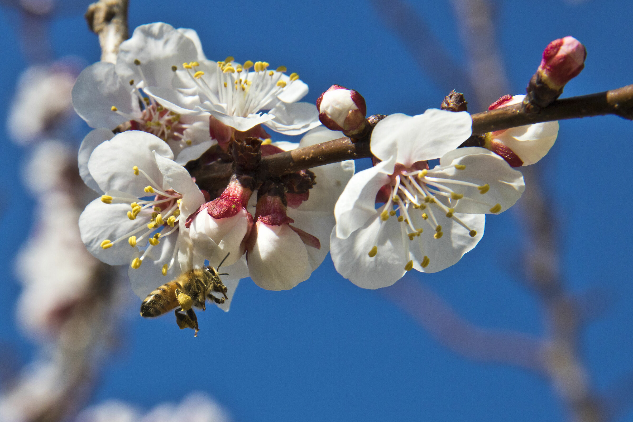 Bee on apricot flowers