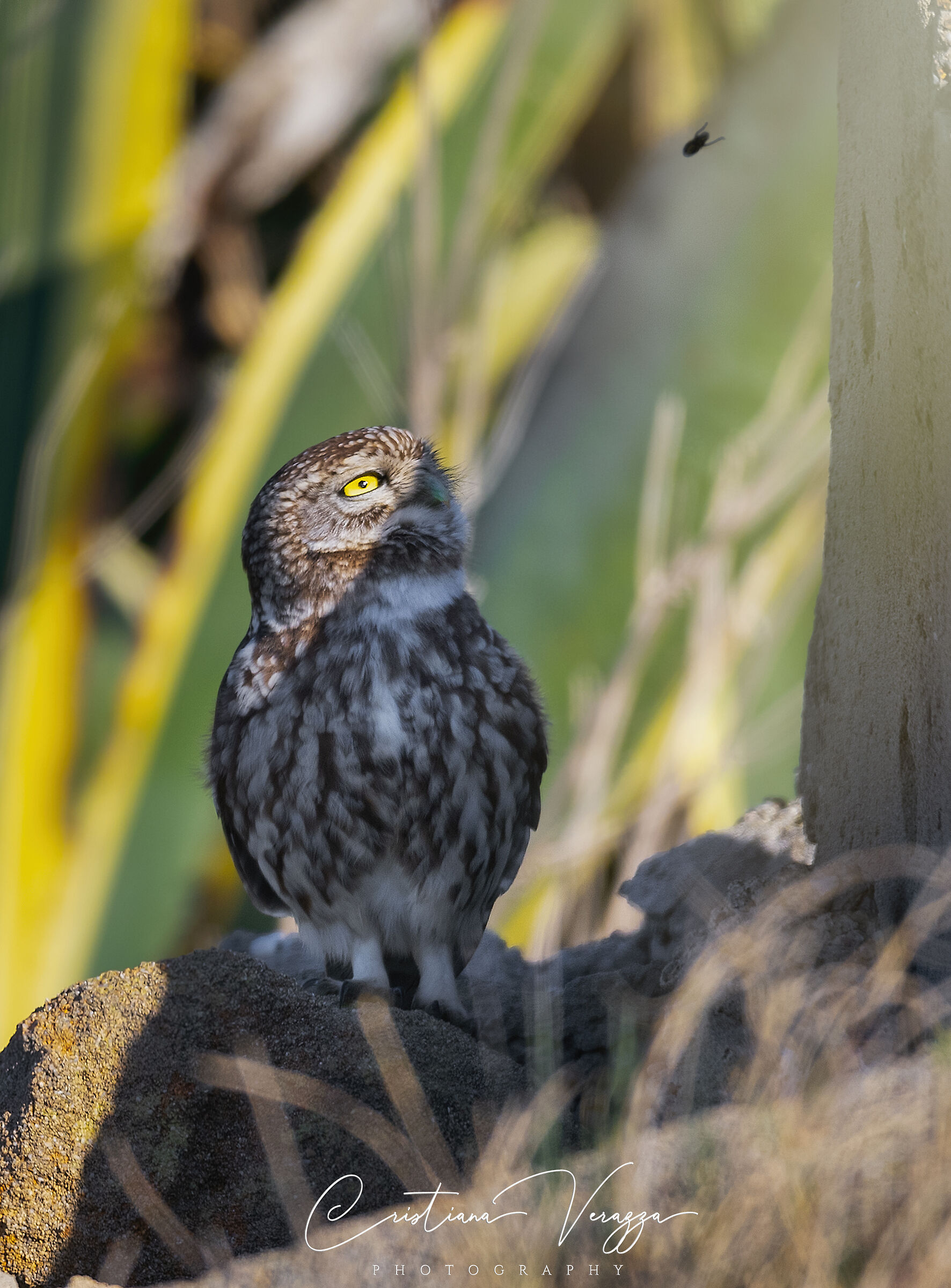 The Owl and the Bumblebee