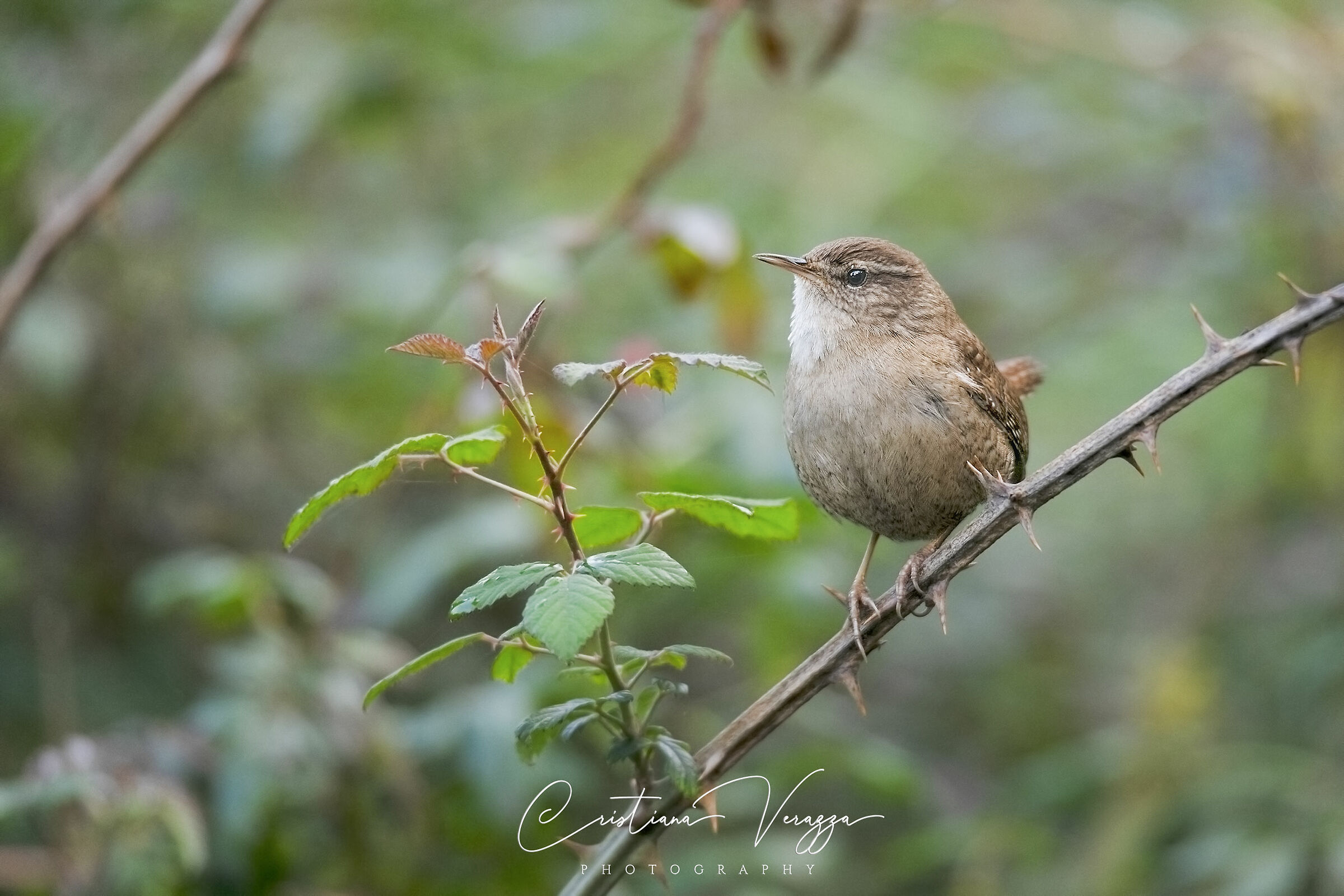 Wren