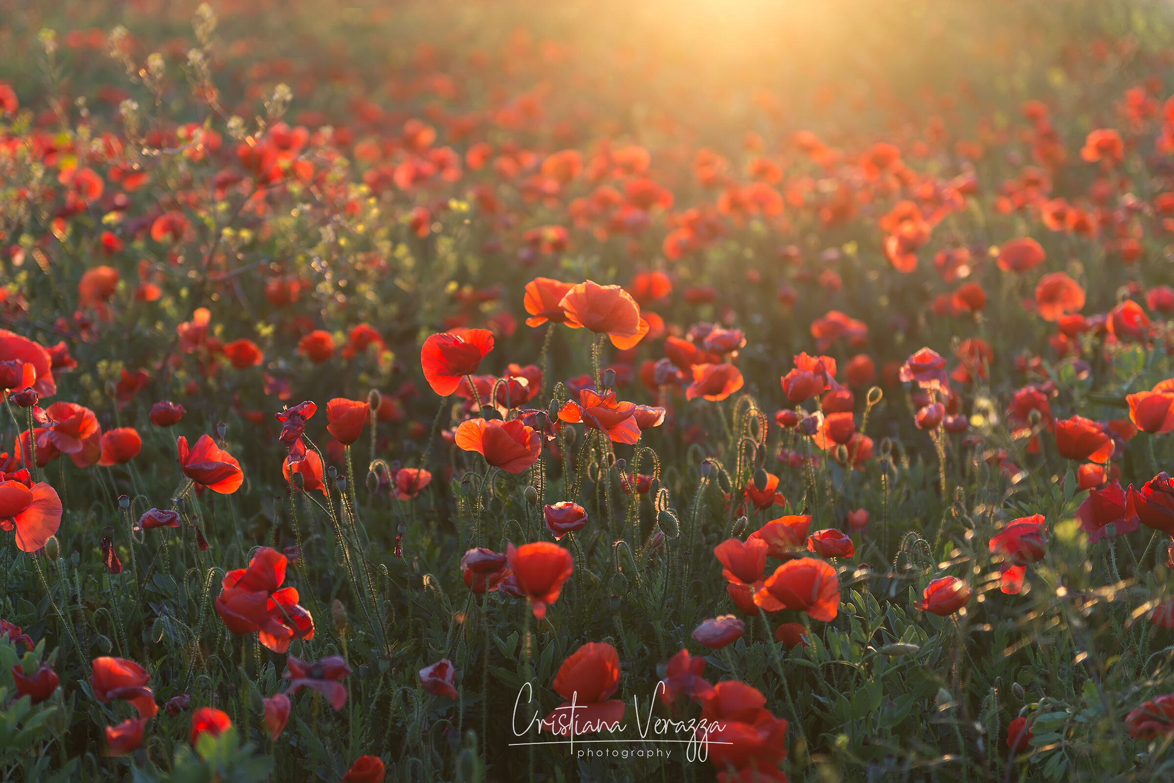 Poppies