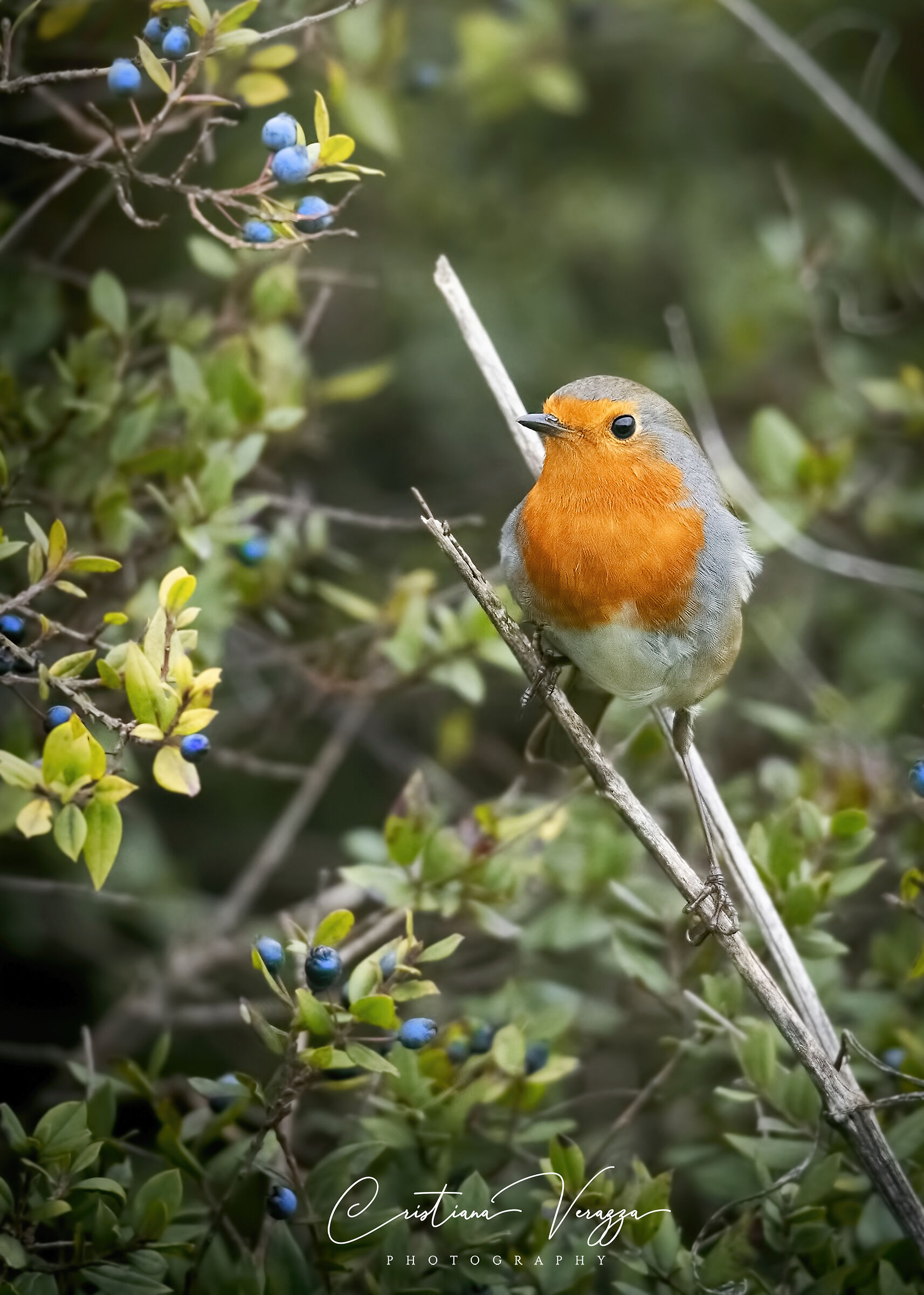 Robin