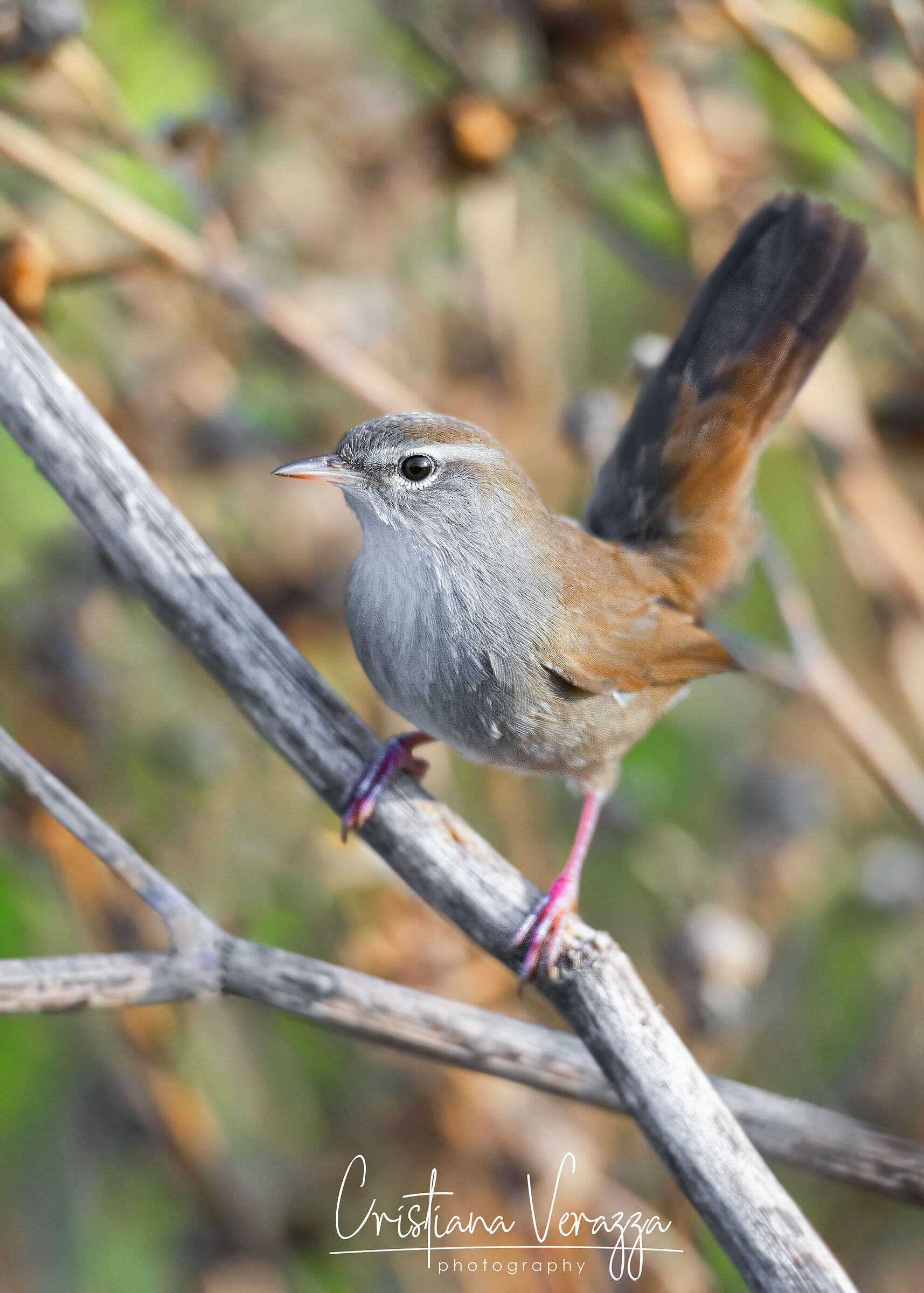 River Nightingale