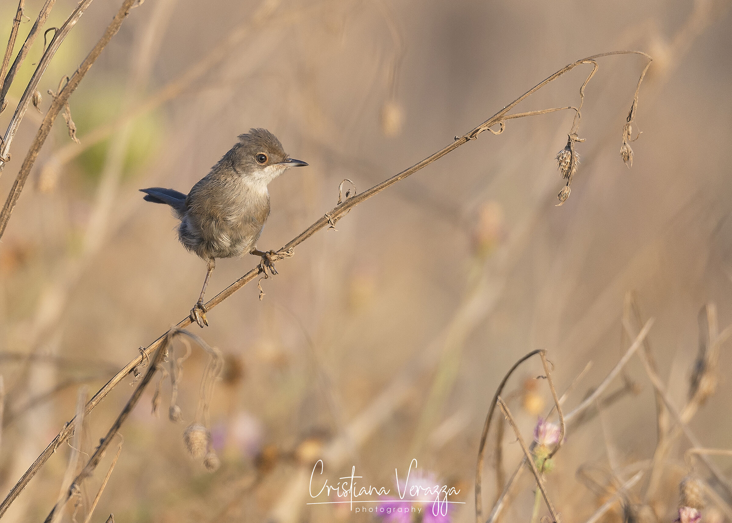Occhiocotto immaturo