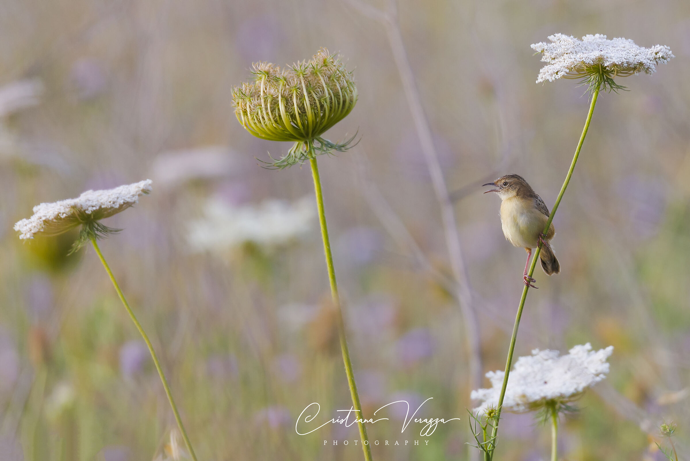 Beccamoschino among the wild carrot flowers