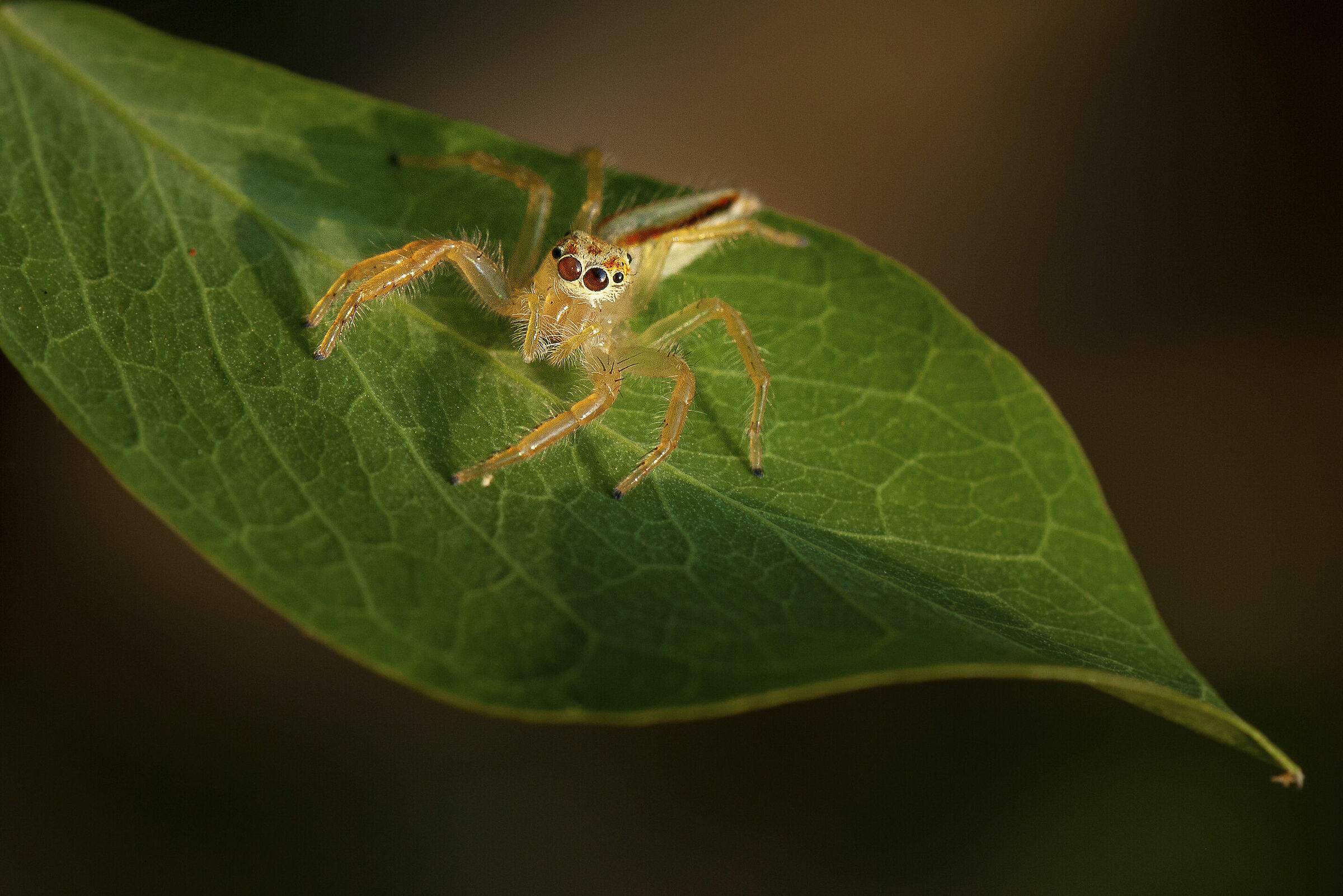 twin striped jumping spider