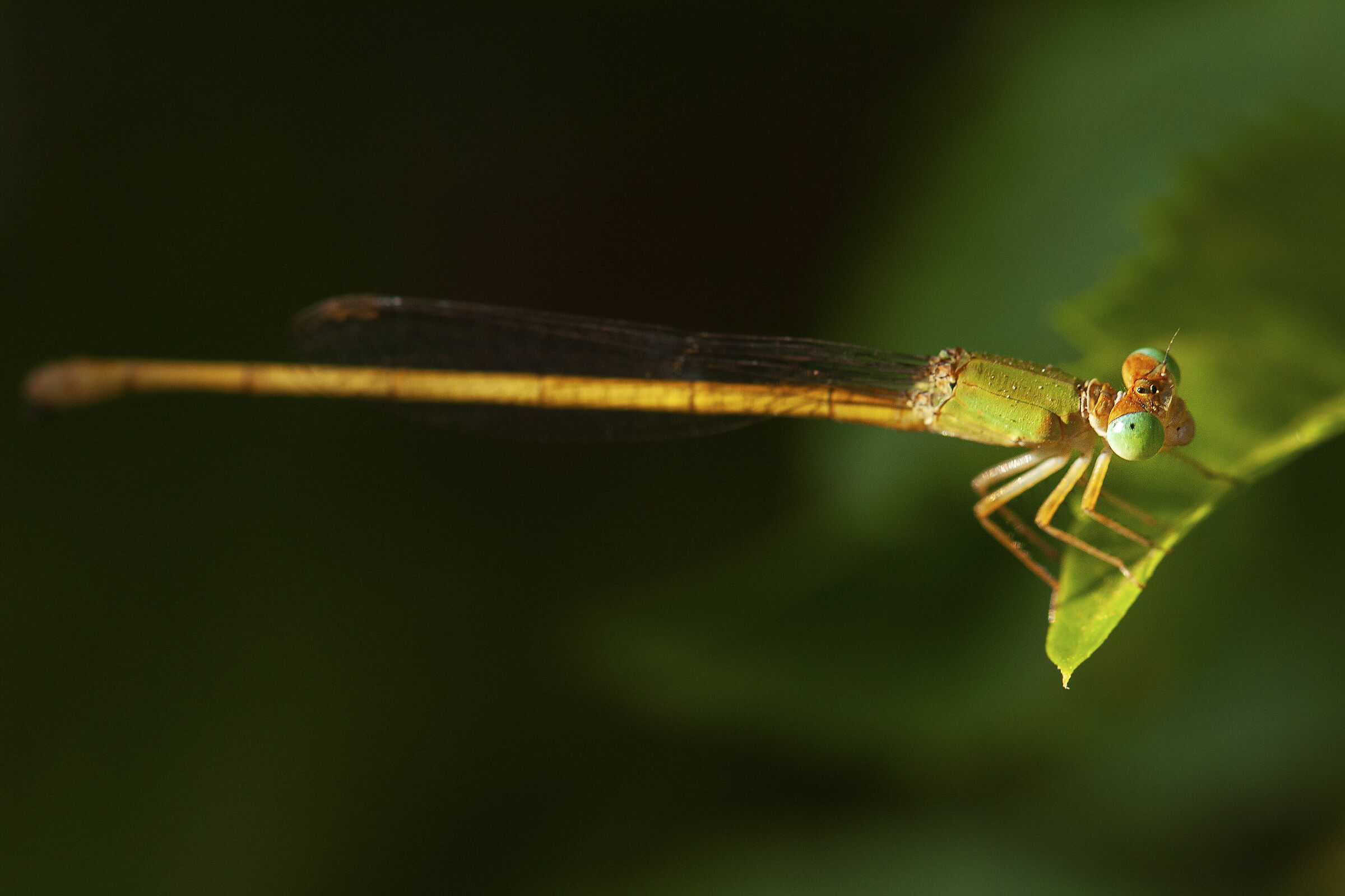 Drago volare da vicino