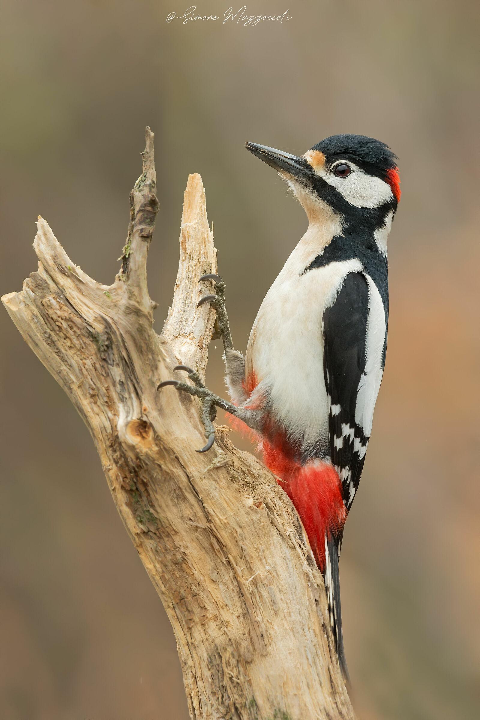 Major red woodpecker