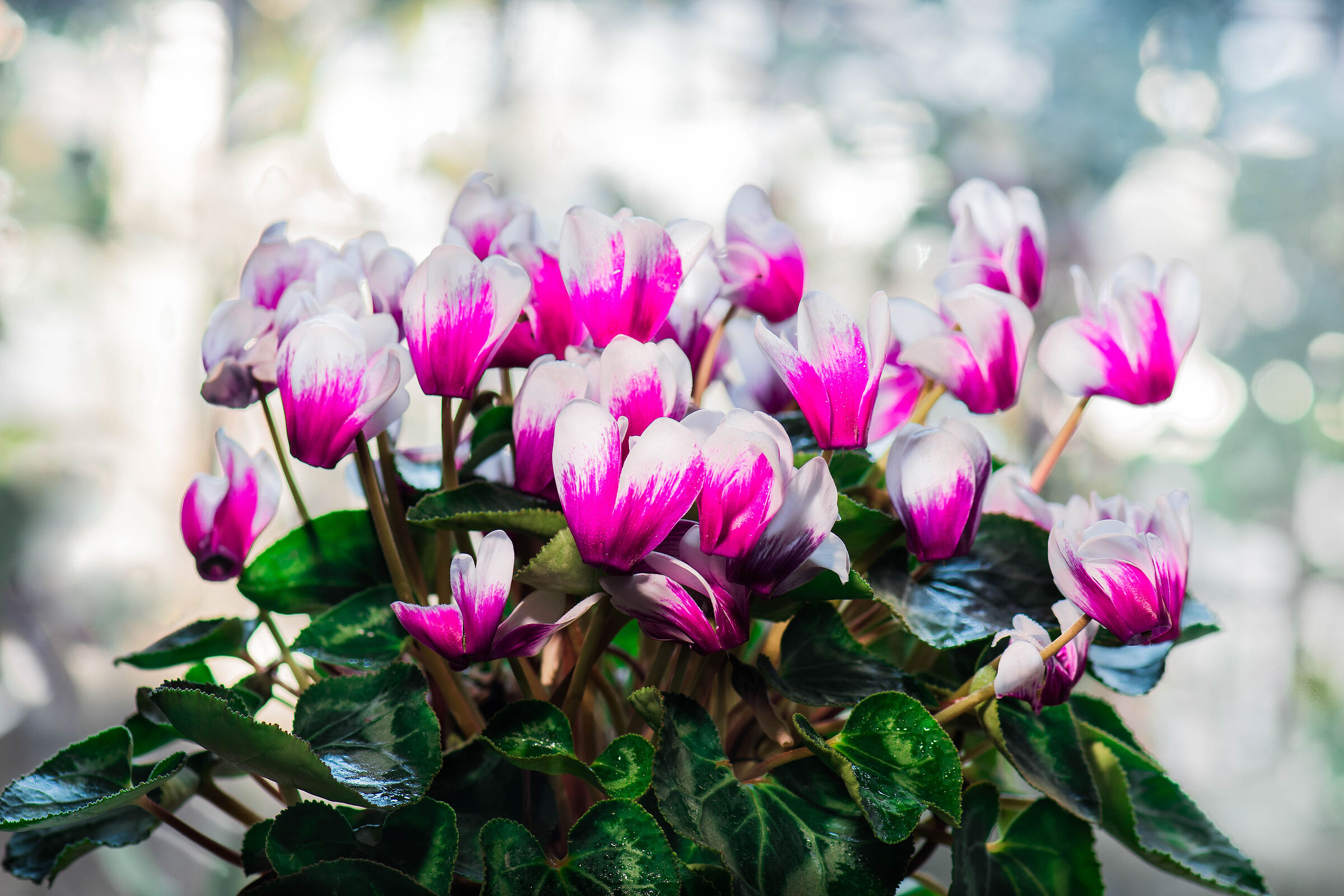 Cyclamen
