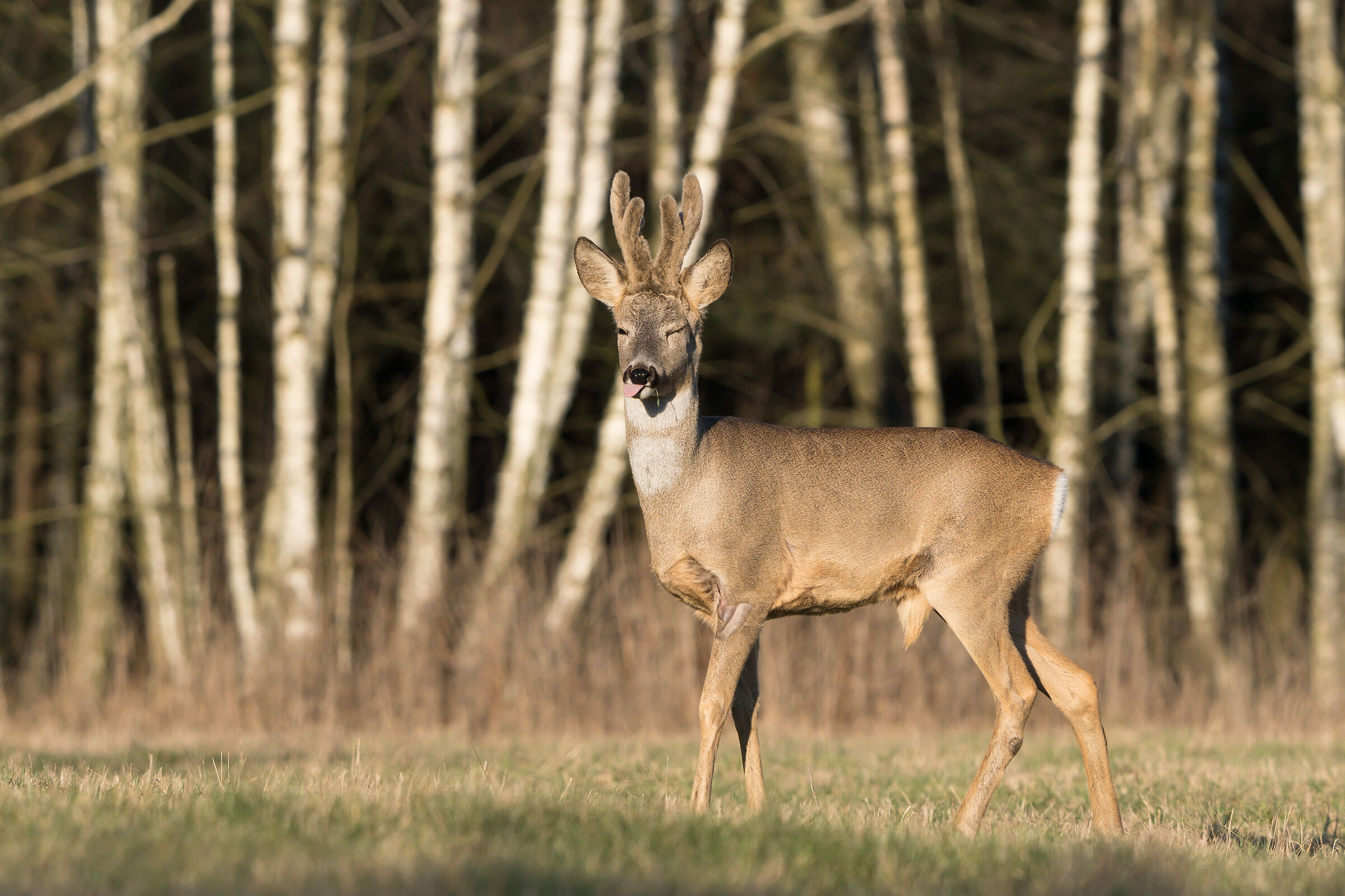 Roe deer (Capreolus capreolus)