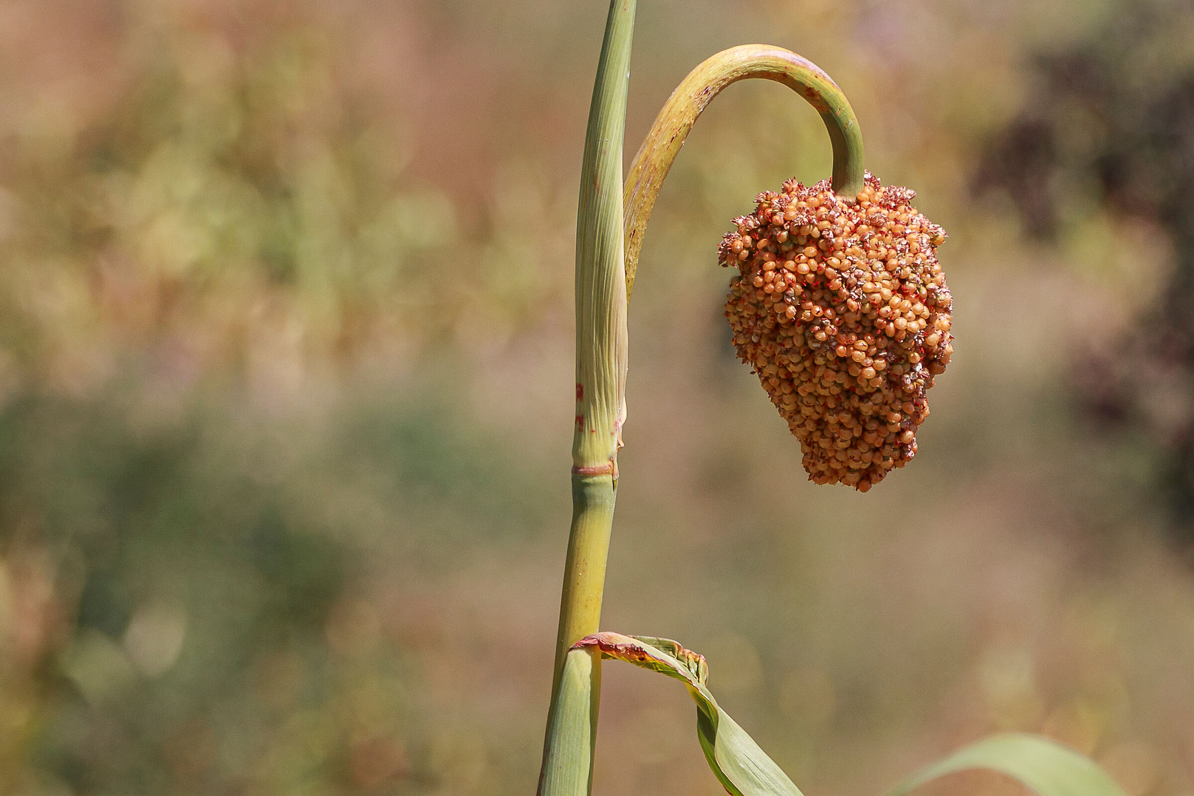 Il Sorgo.
