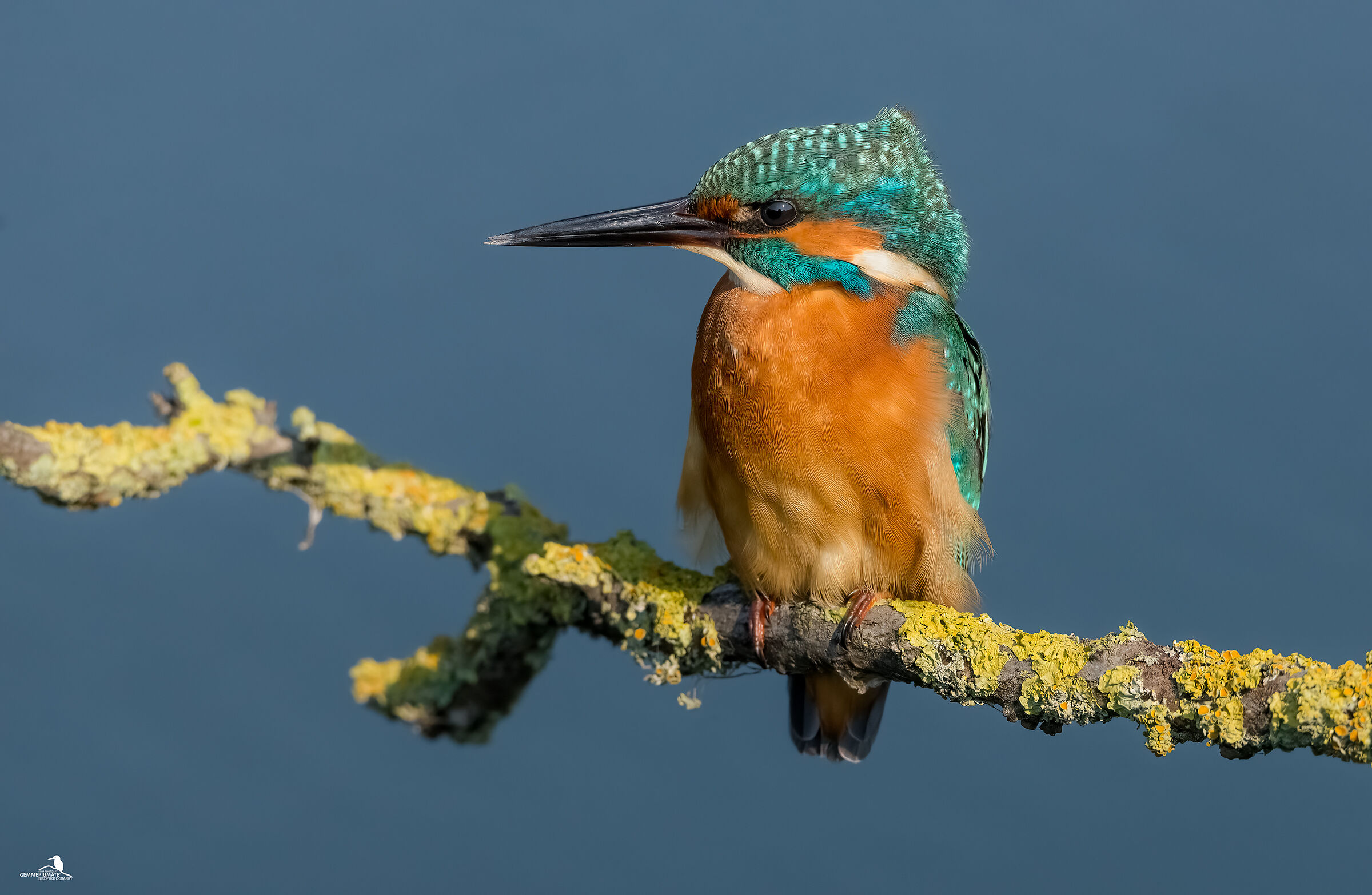 Kingfisher