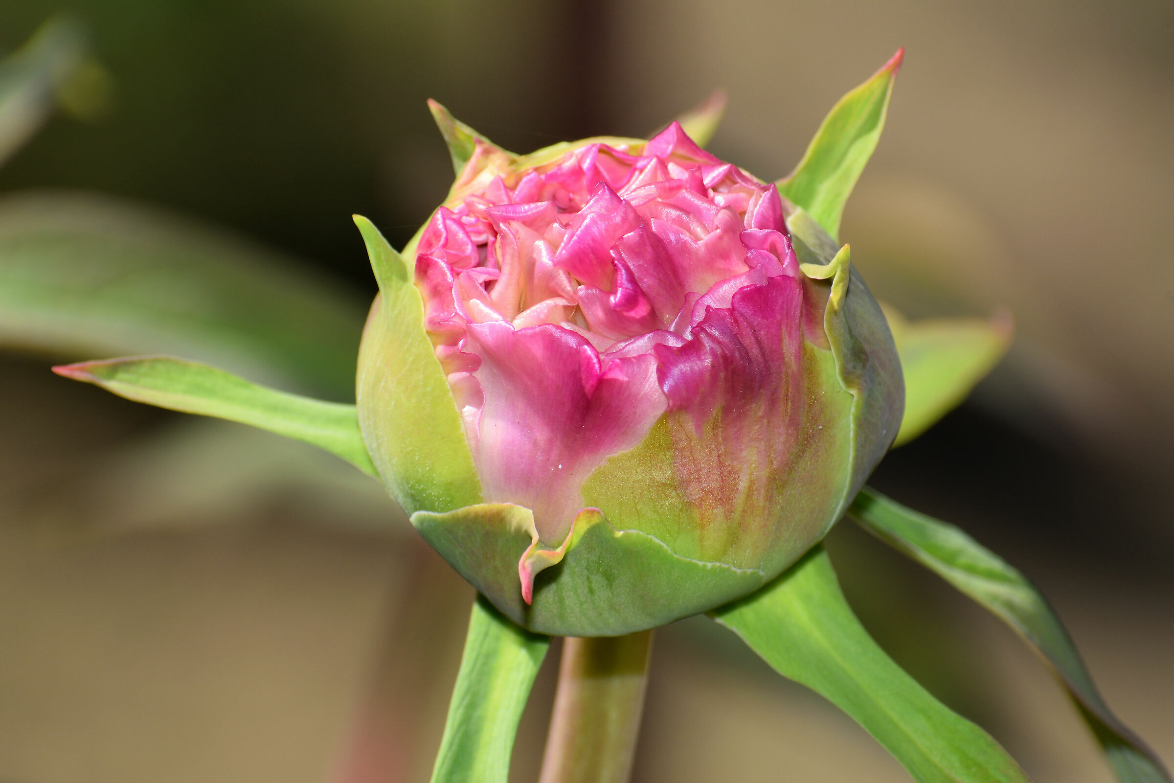 Peonia in apertura