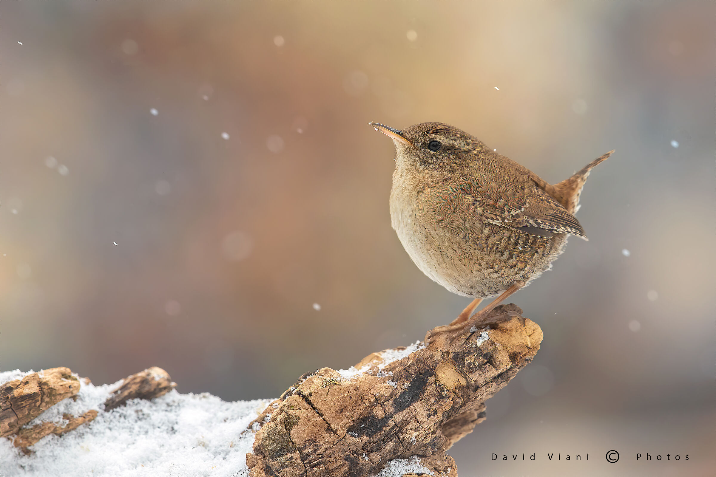Scricciolo "under the snow"