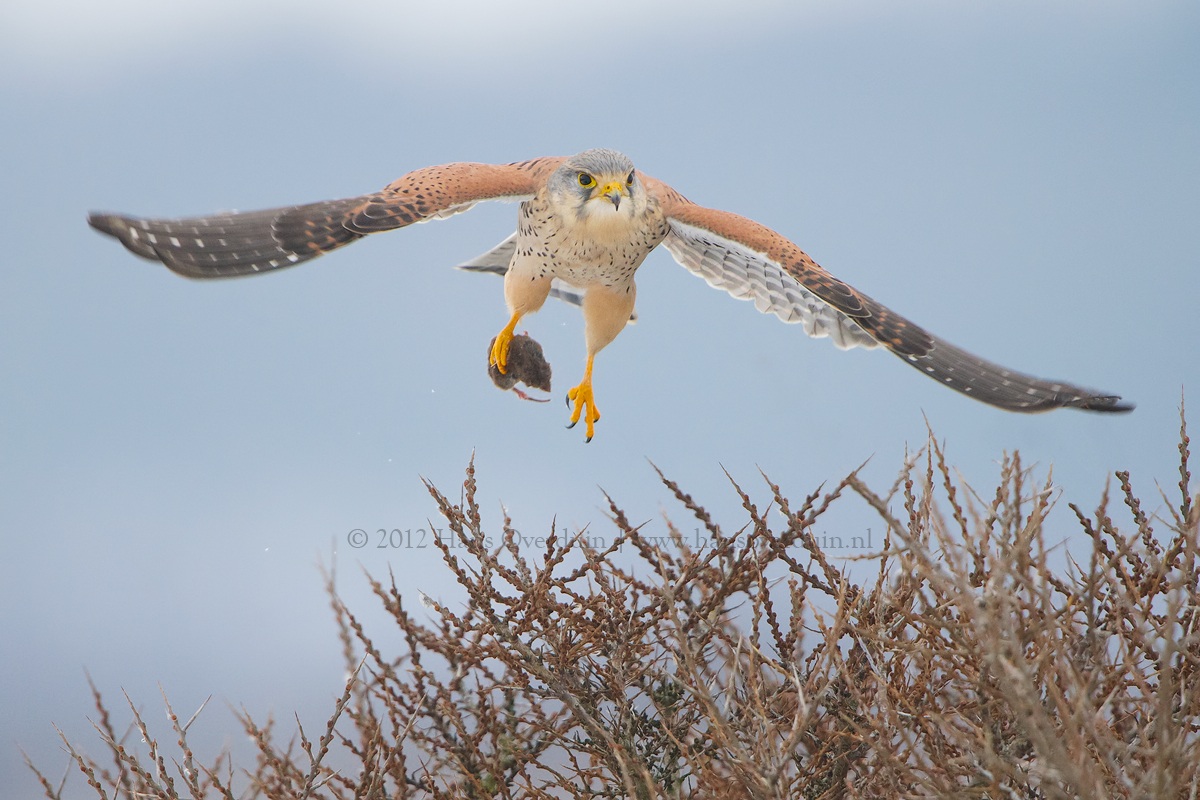 Kestrel con il mouse