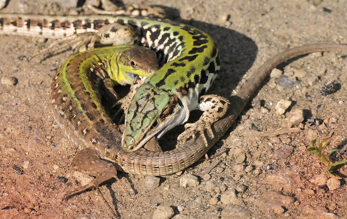 lucertole in amore