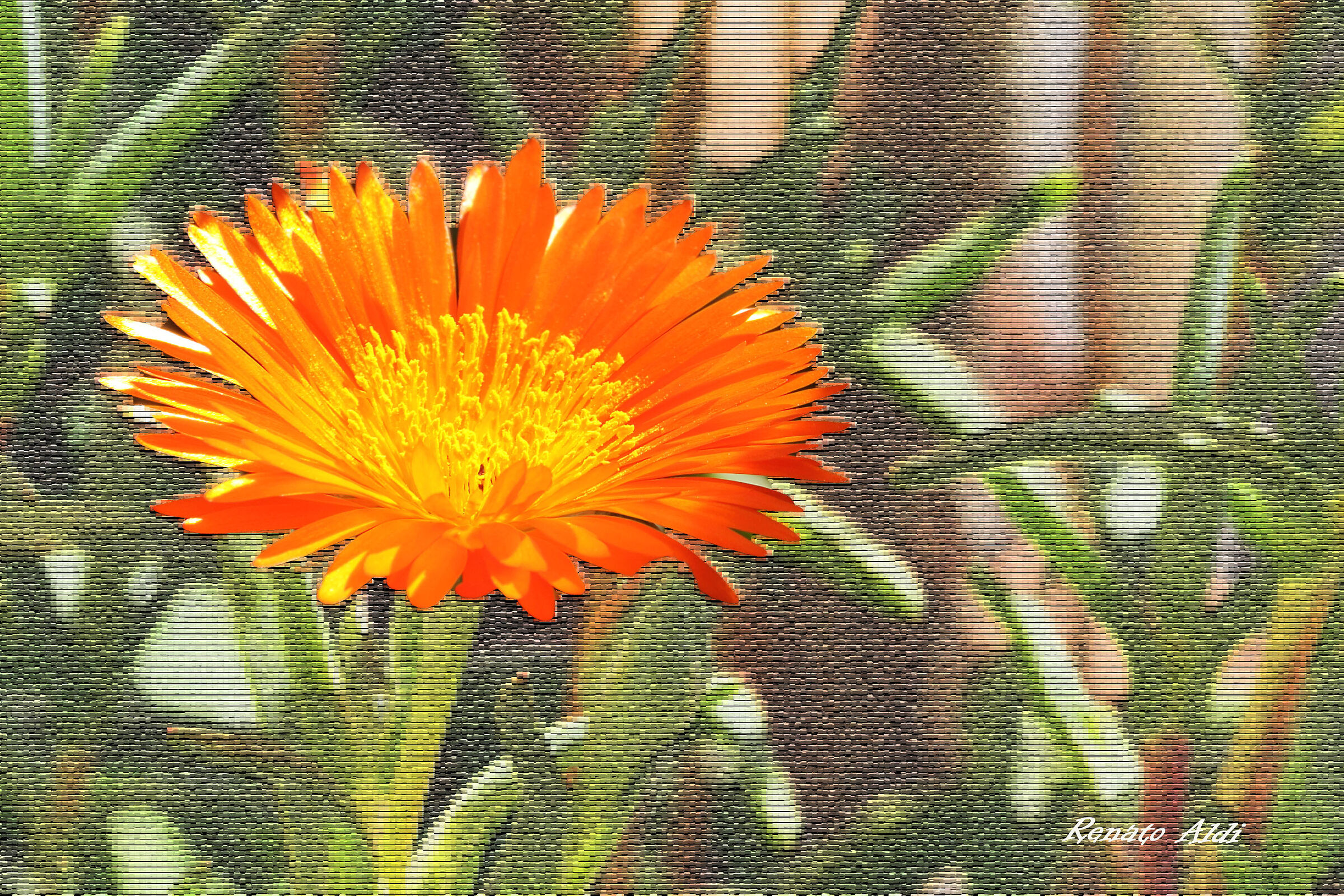Flower
