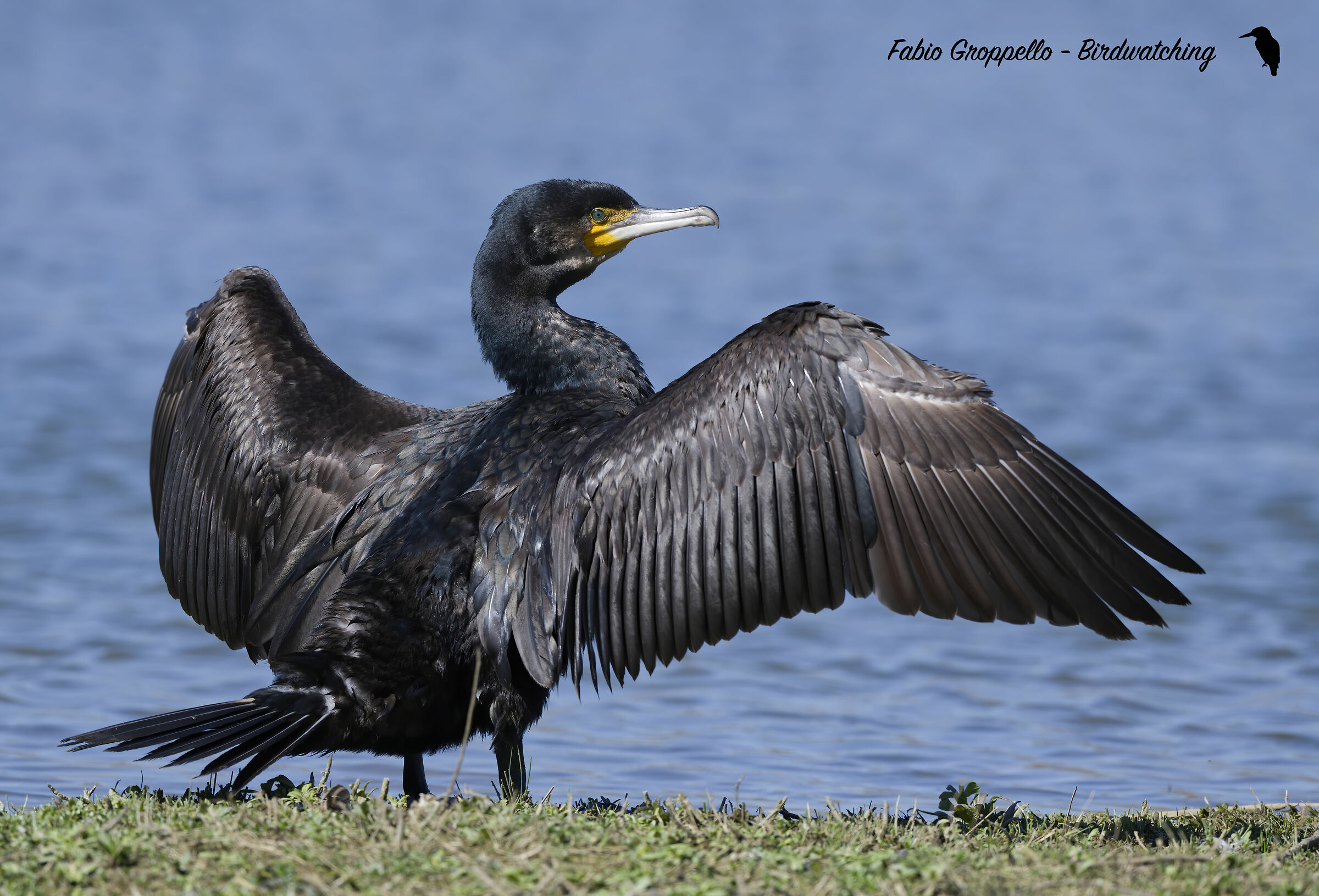 Cormorano al Sole